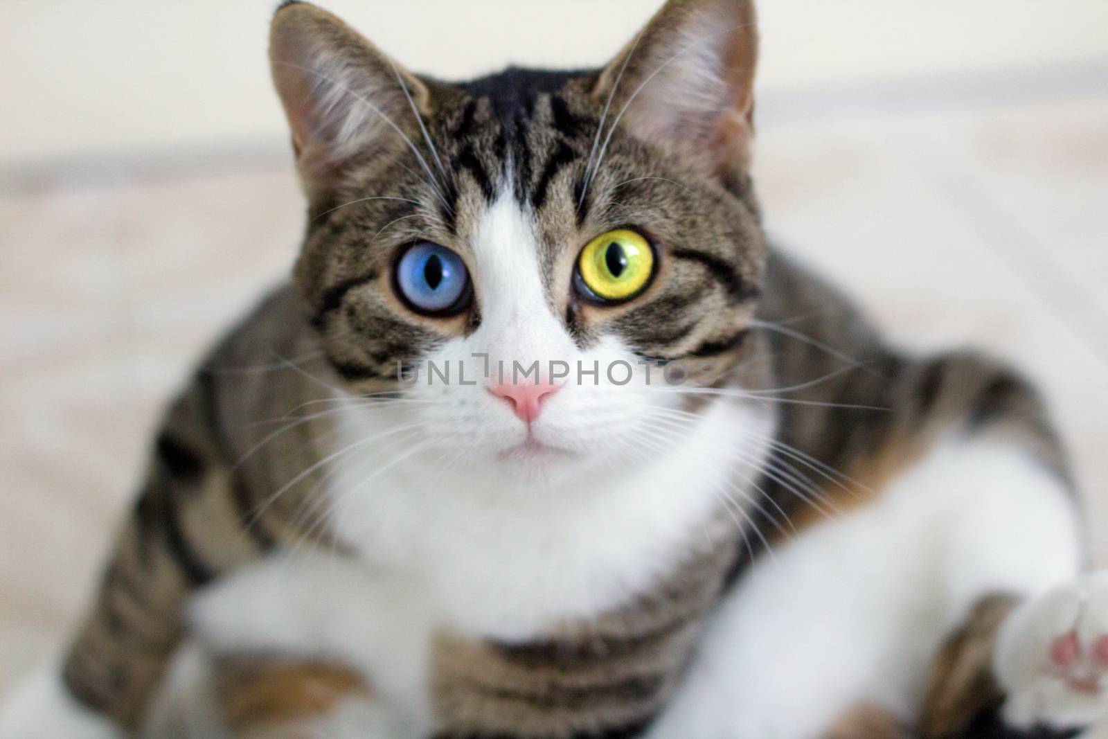 Domestic pet cat with bright multicolored blue and green eyes watches cautiously and intently