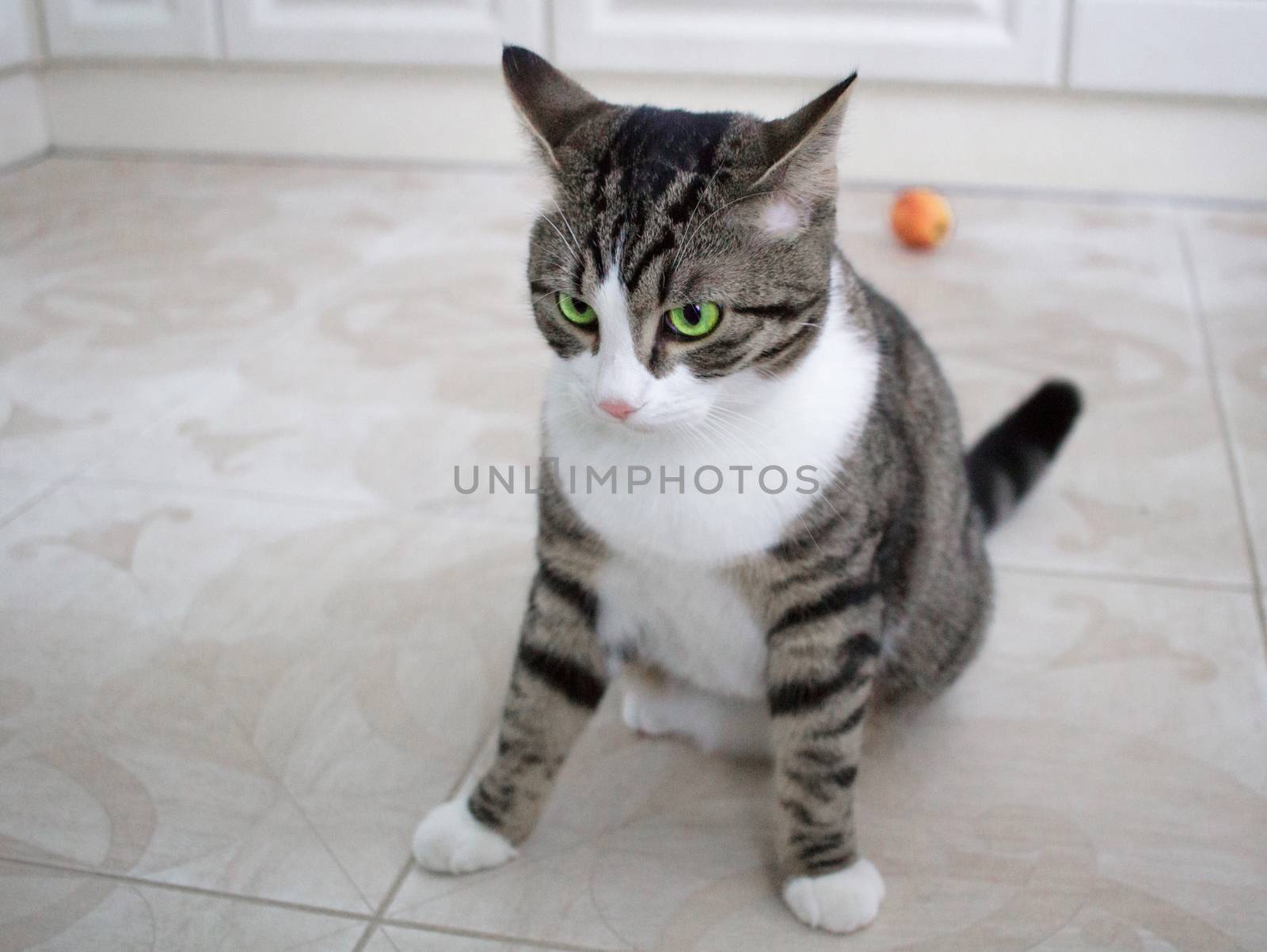 Cat with bright green eyes sits on floor posing  by VeraVerano