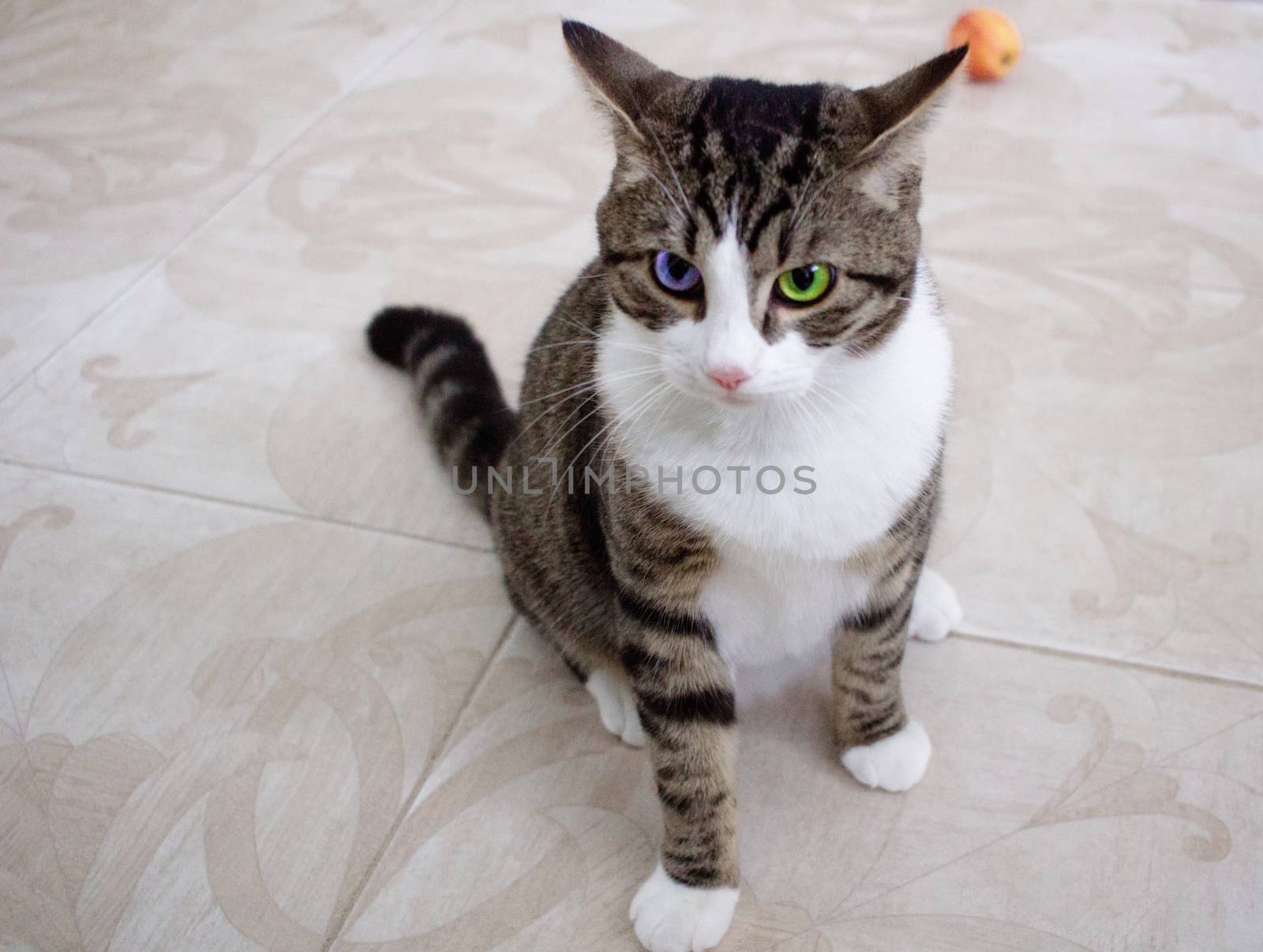 Cat with bright multicolored eyes sits on floor posing by VeraVerano