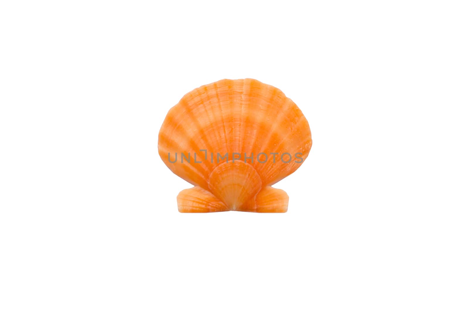 Marine life: light bright yellow orange round pearl seashell close-up on white background