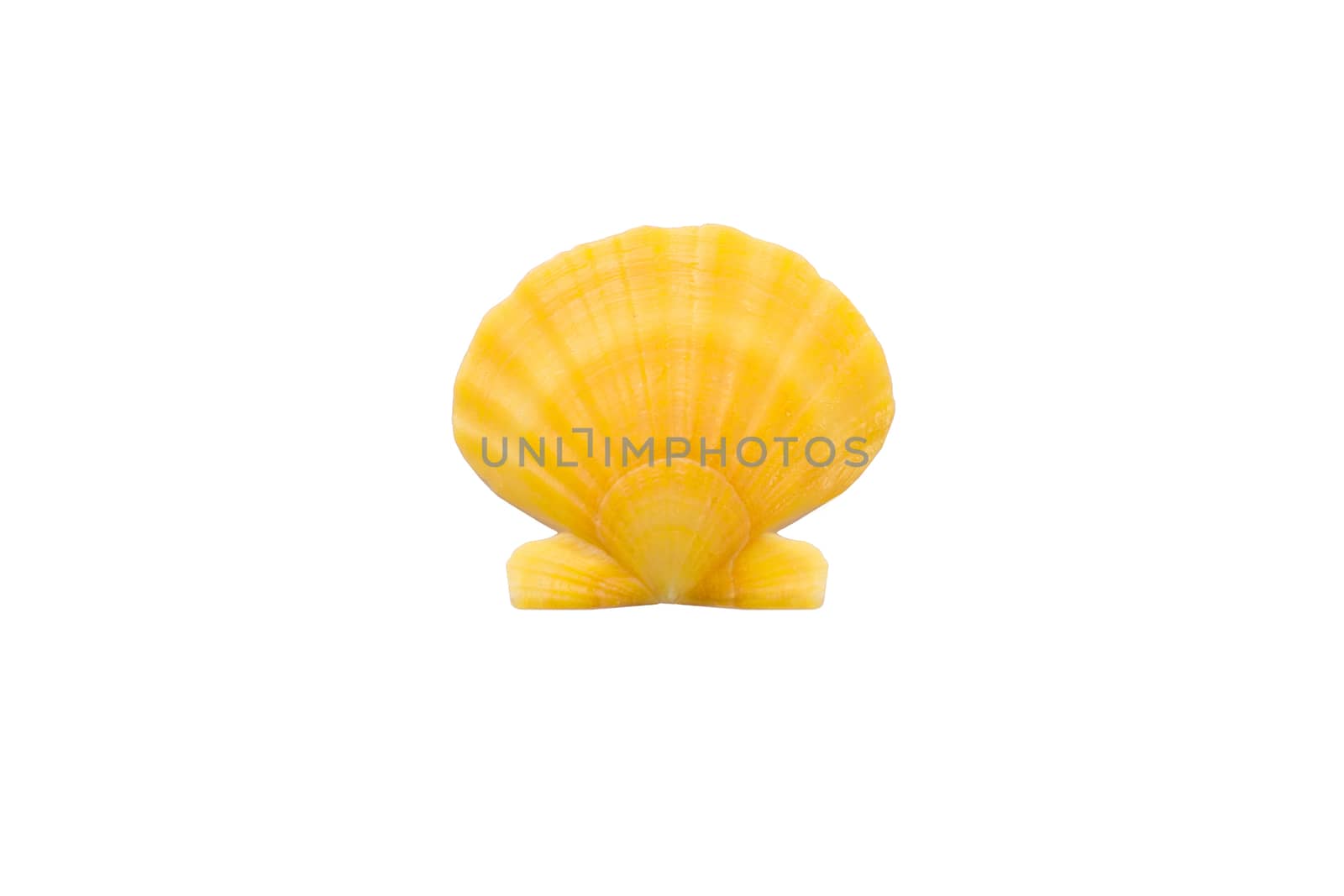 Light bright yellow orange round pearl seashell close-up on whit by VeraVerano