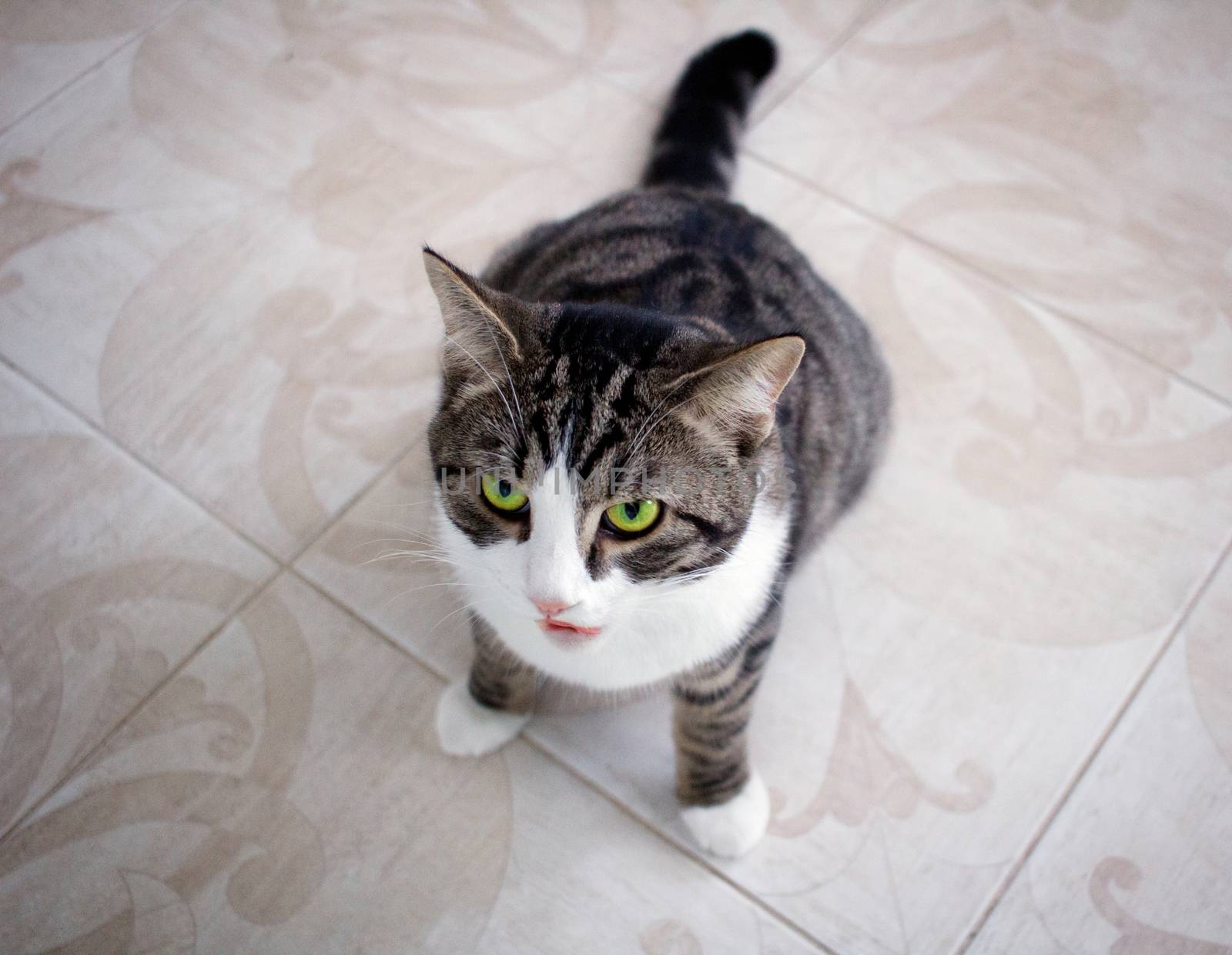 Domestic pet cat with bright green eyes sits on floor posing and ready to attack