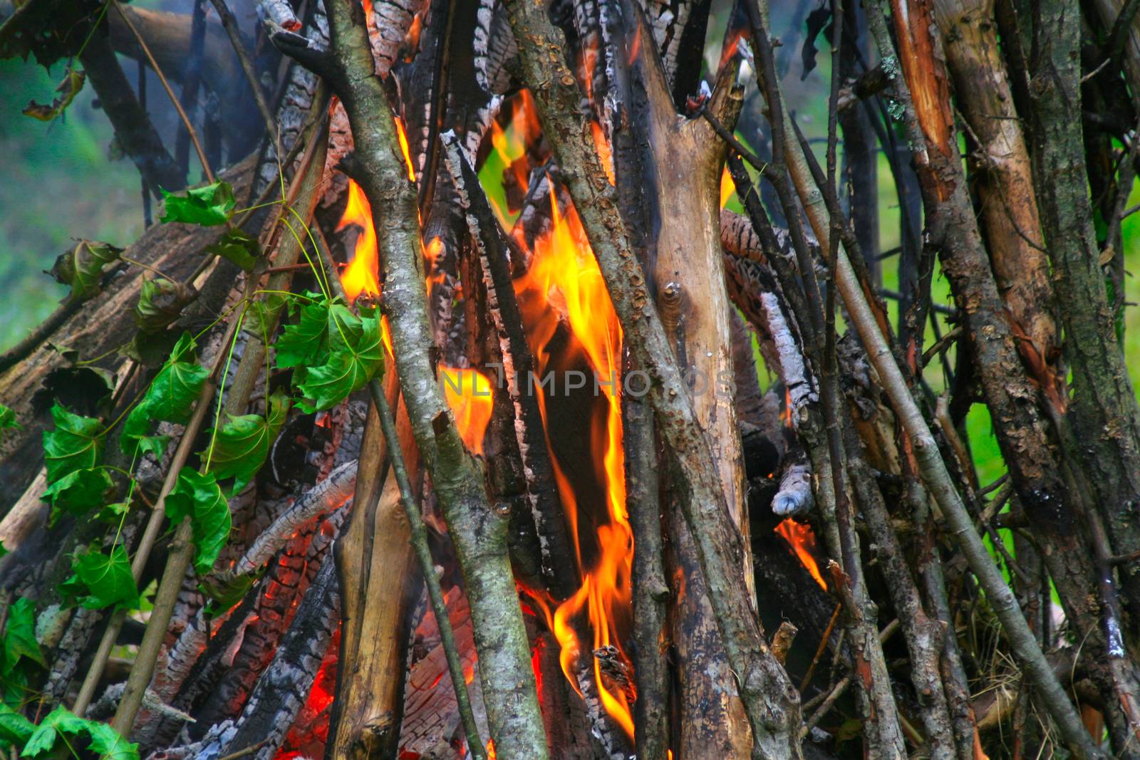Fresh branches with green leaves still on burned in the bonfire at campsite.