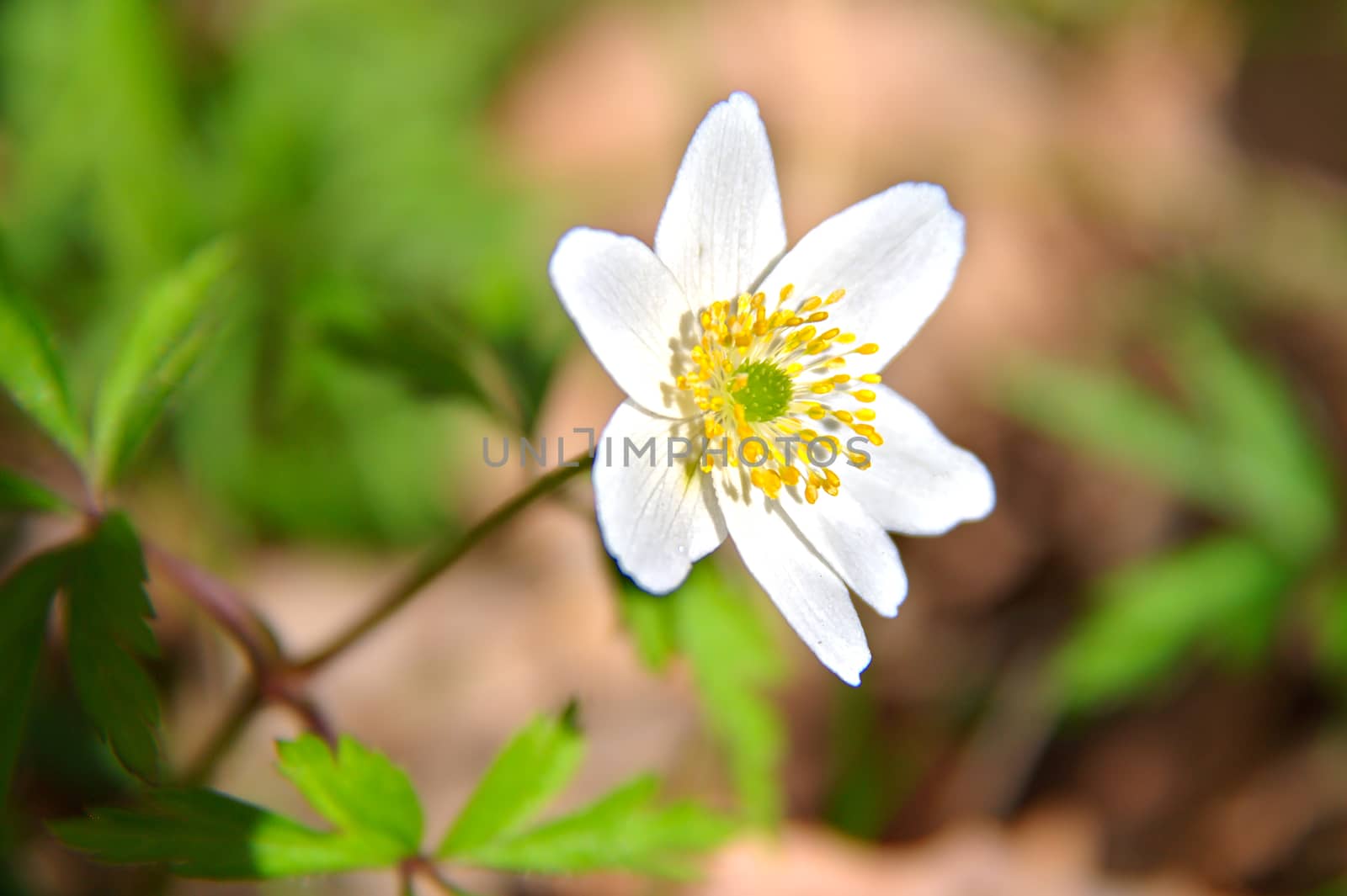 One white spring flower with green leaves on blurred background.