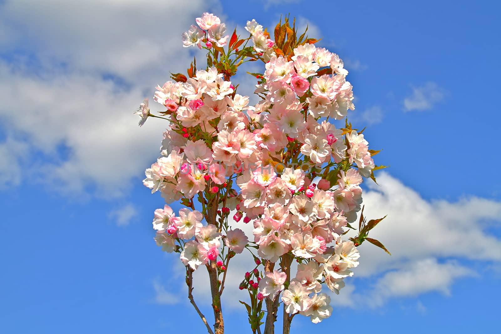 Japanese cherry blossom and a beautiful blue summer sky as background.