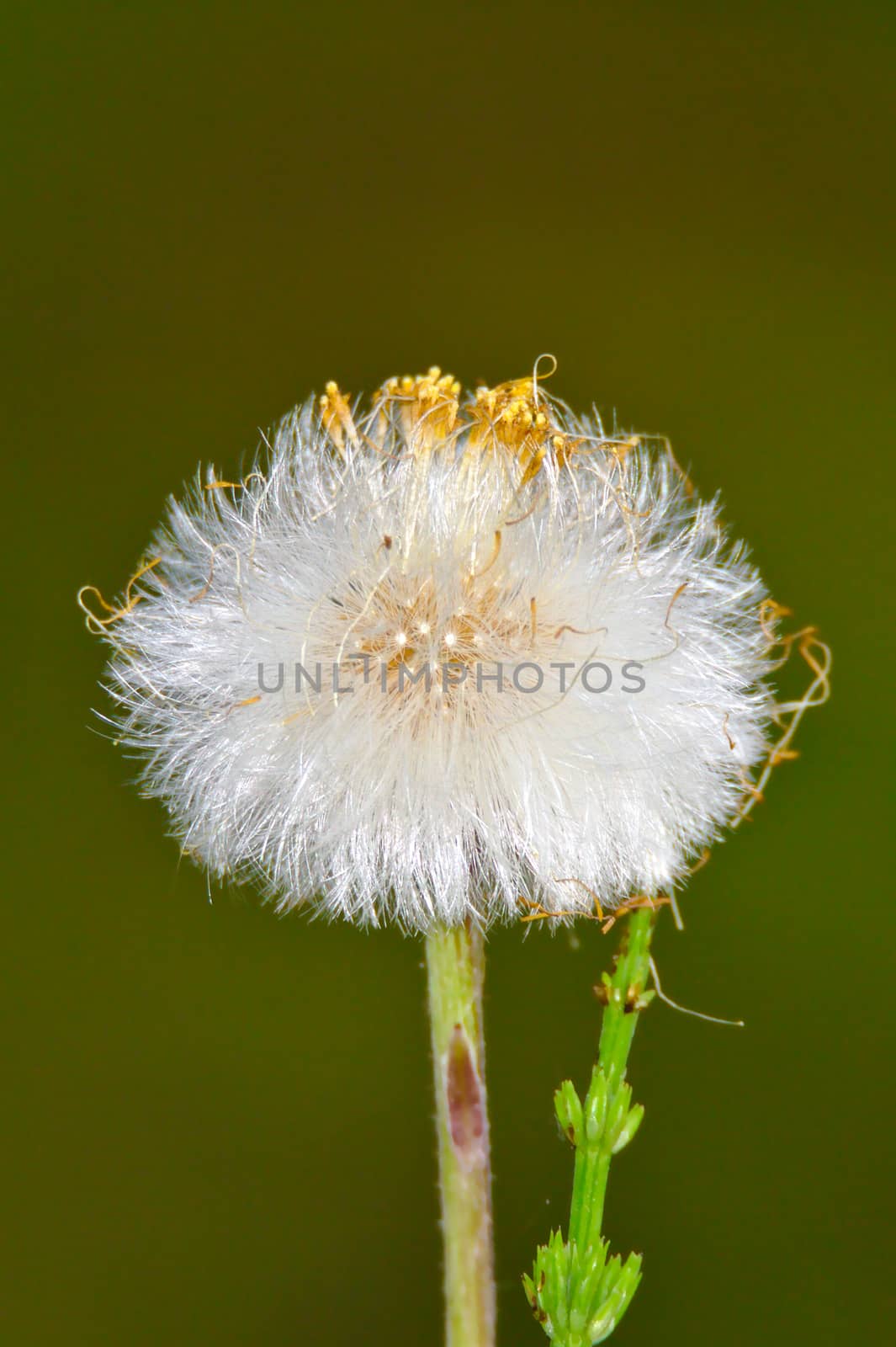 Fluffy dandelion by Valokuva24