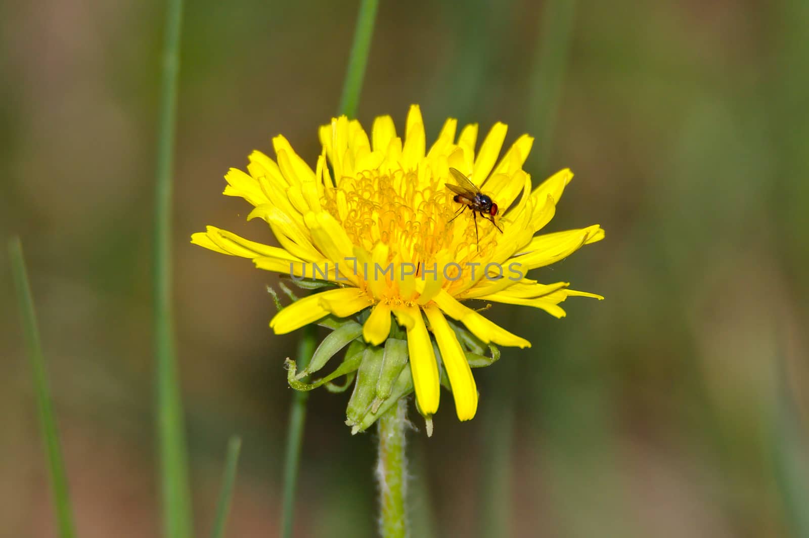 Closeup of a fly on the blooming yellow dandelion. Blurred background