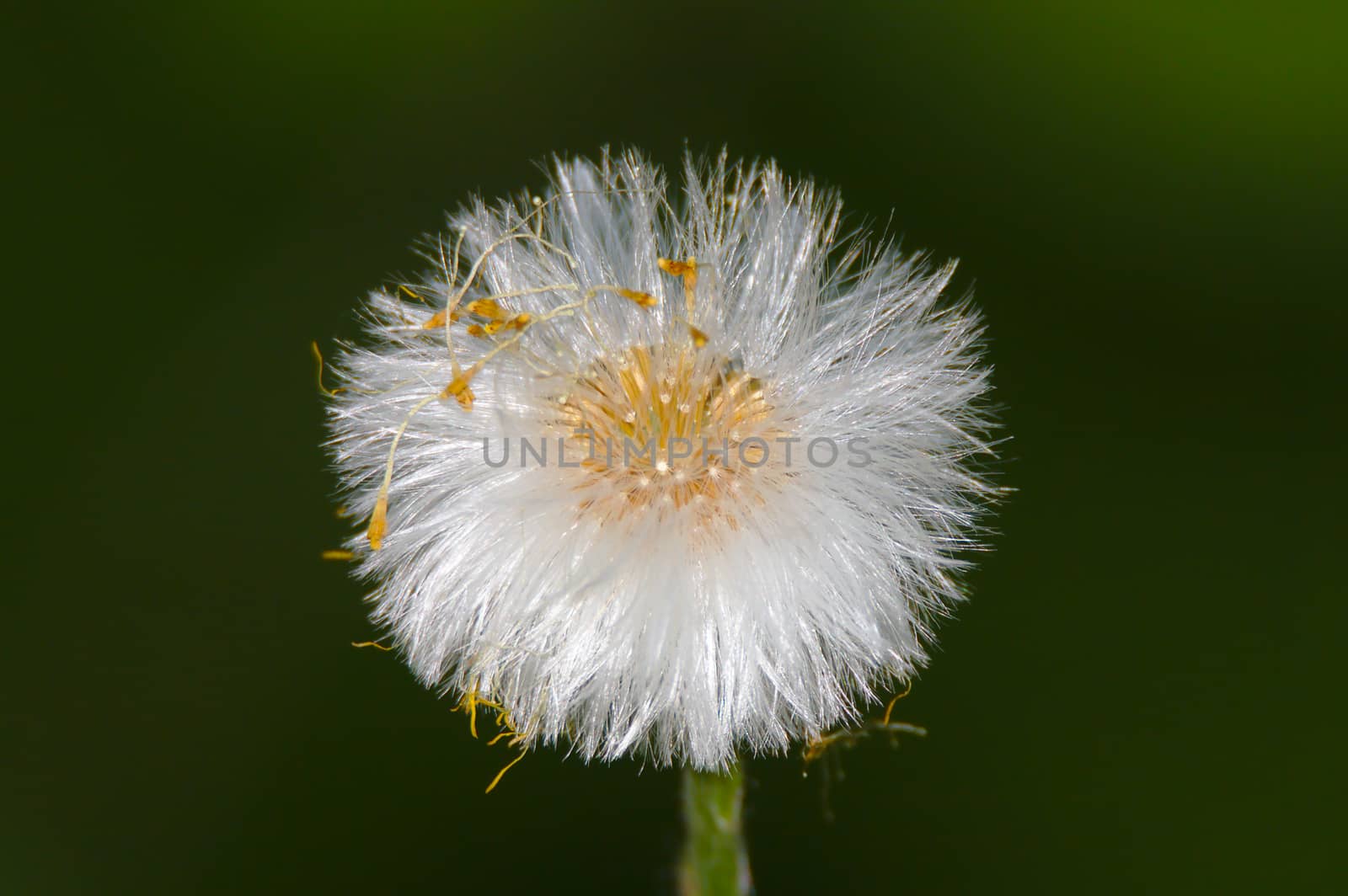 Closeup photo of fluffy ball of dandelion seeds.