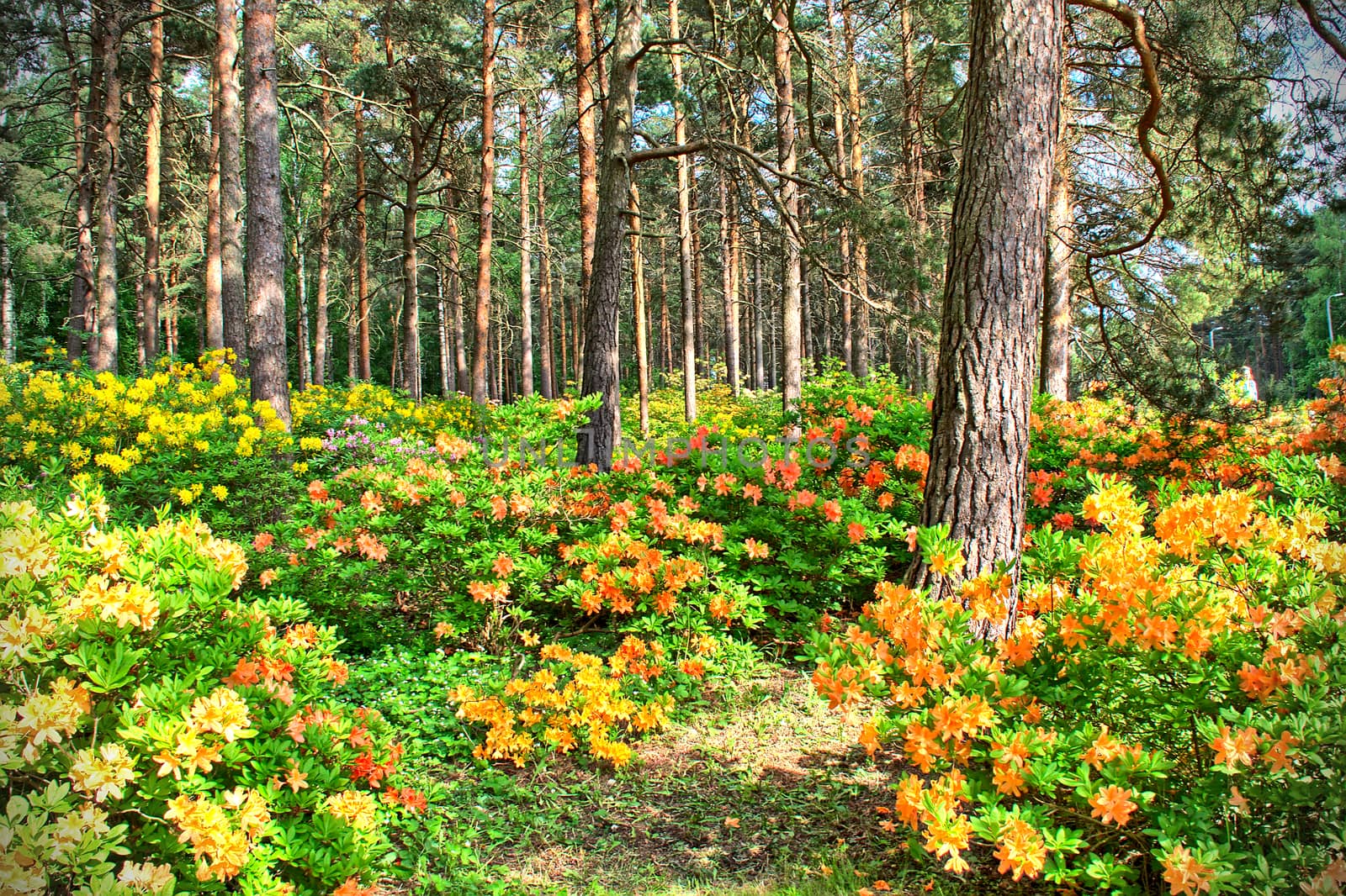 Flower forest by Valokuva24