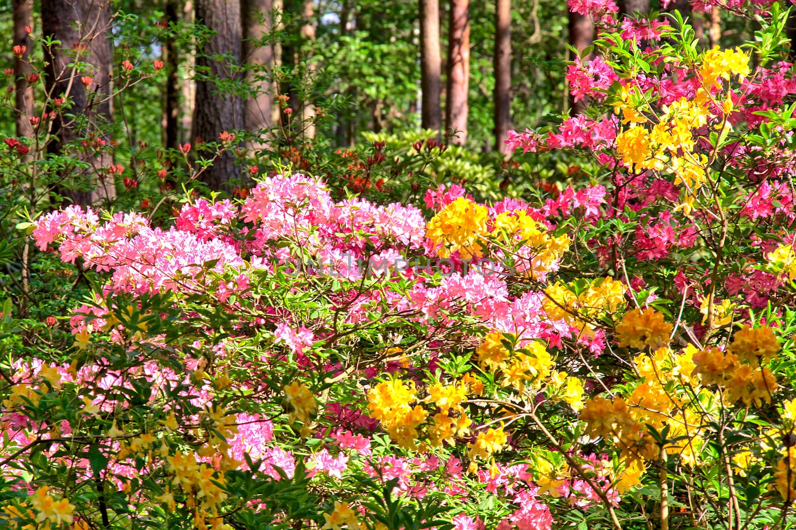 Whole pine forest filled with blooming colorful flowers.