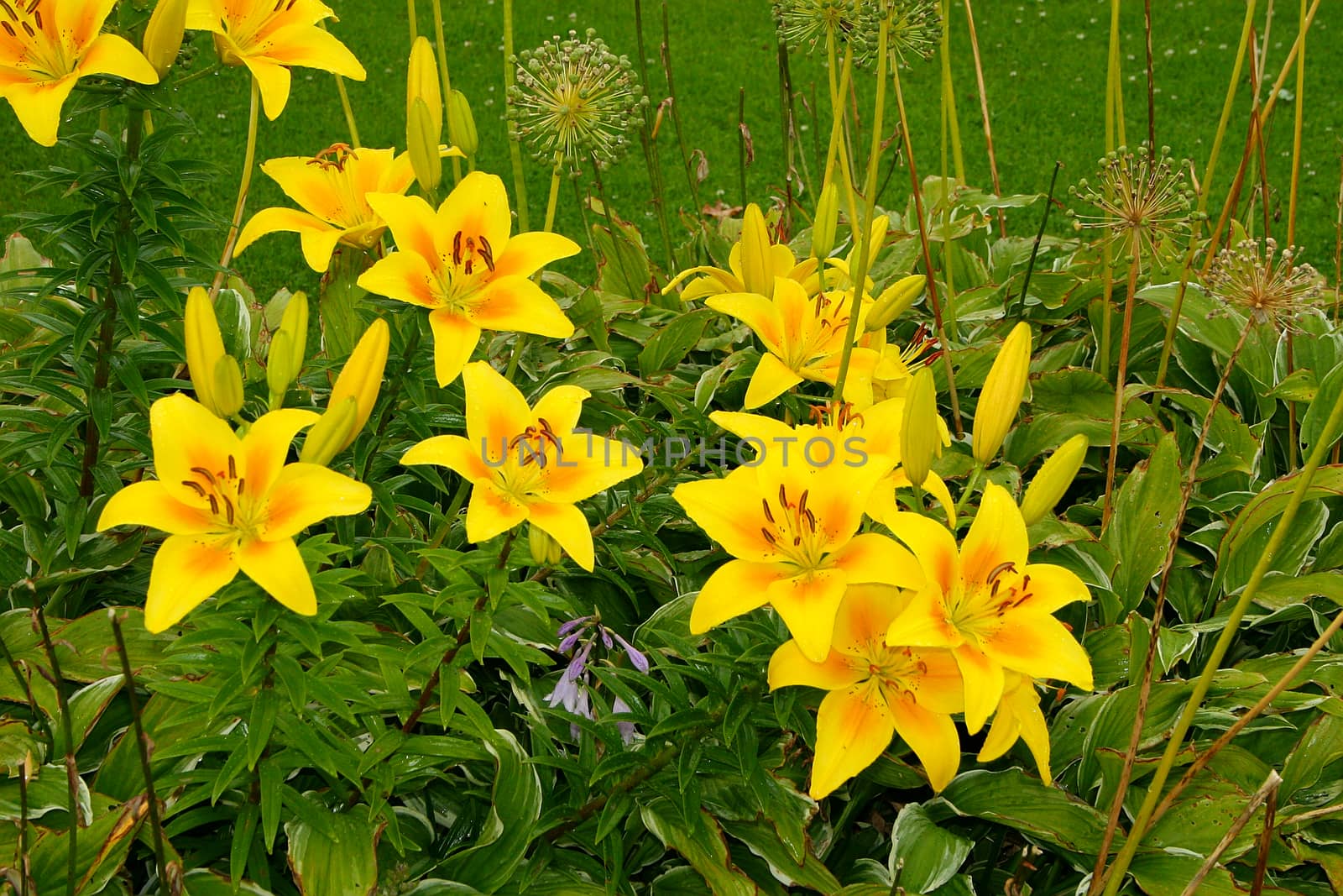 Beautiful bright yellow summer flowers and fresh green leaves. Suitable for wallpapers or backgrounds.