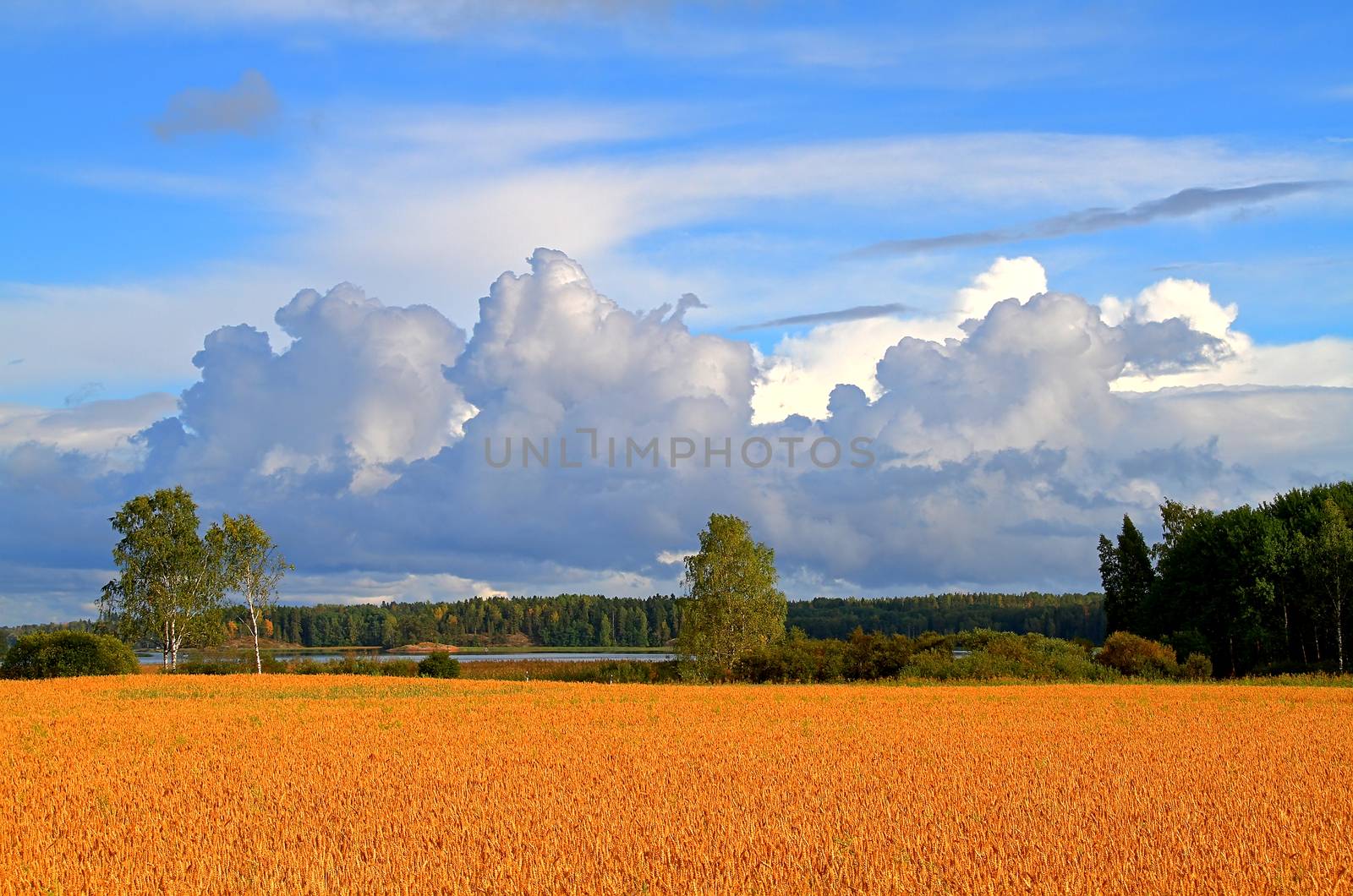 Golden crop field under the blue stormy autumn sky in Finland.