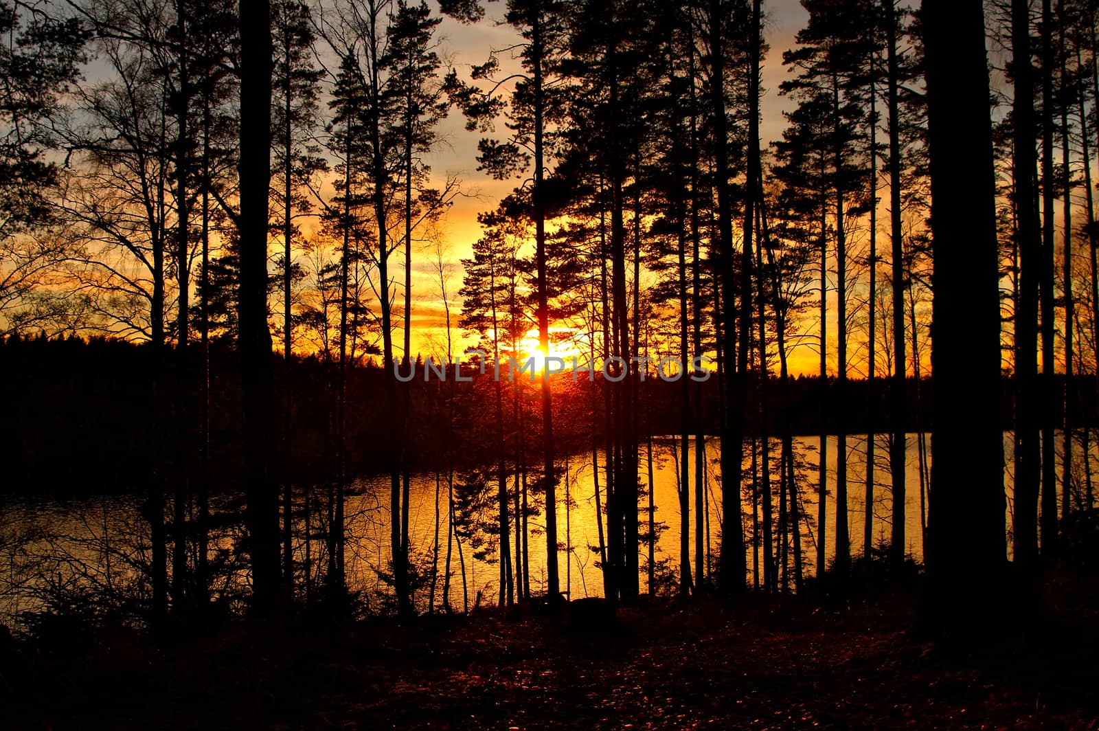 Last moments before sun disappears behind the horizon. Photo taken through some trees growing in the foreground.