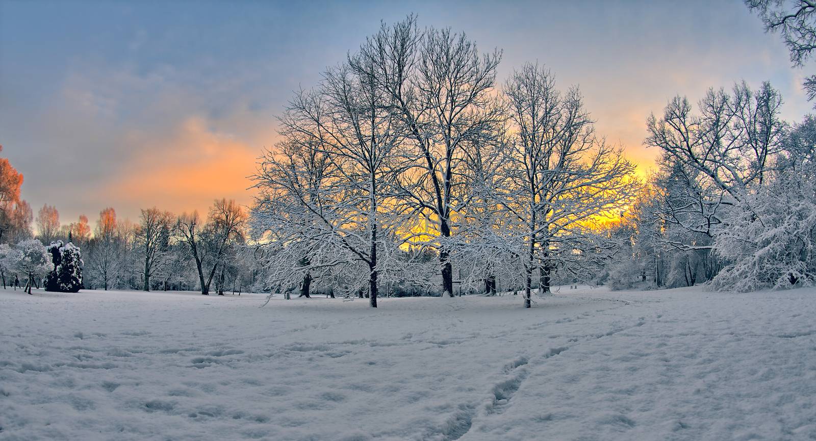 A beautiful winter sunset with trees covered in white snow and the sky turned yellow.