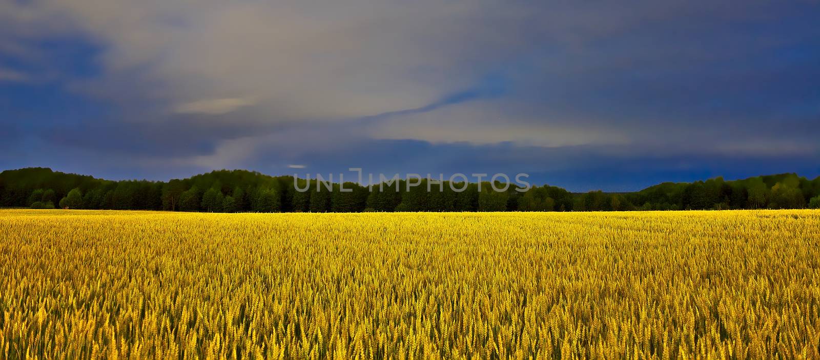 Wide long exposure photo of golden crop field under dark blue night sky.