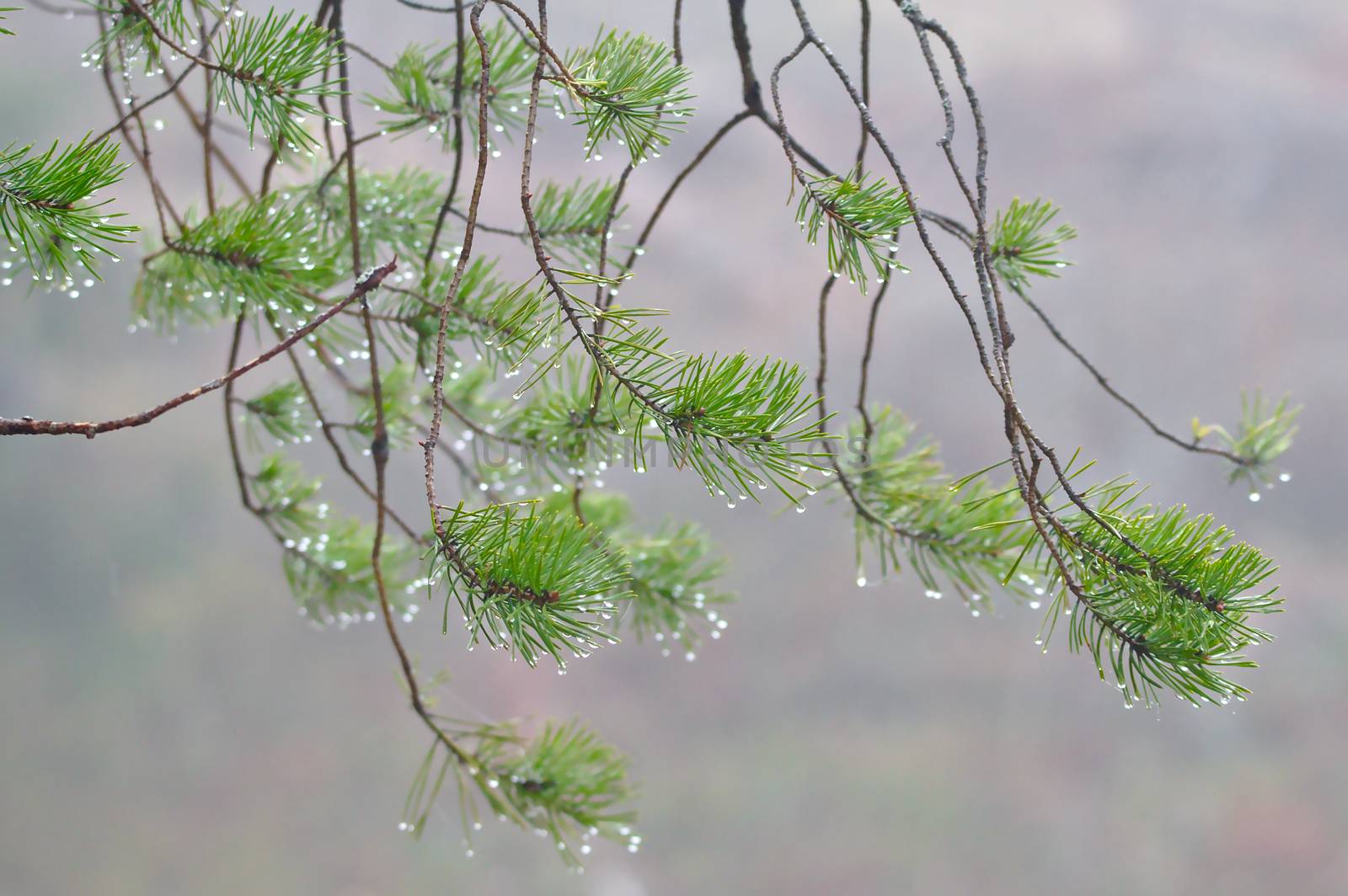 Foggy evergreen branches by Valokuva24