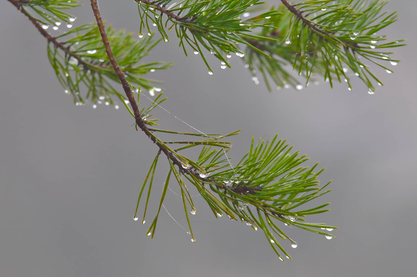 Water drops on a green branch on a beautiful morning. Decorated with some spider web.