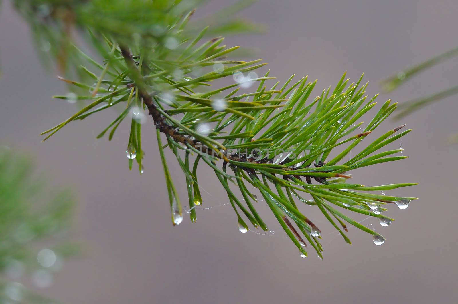 One evergreen branch in early morning with condensate water drops on smooth blurred background