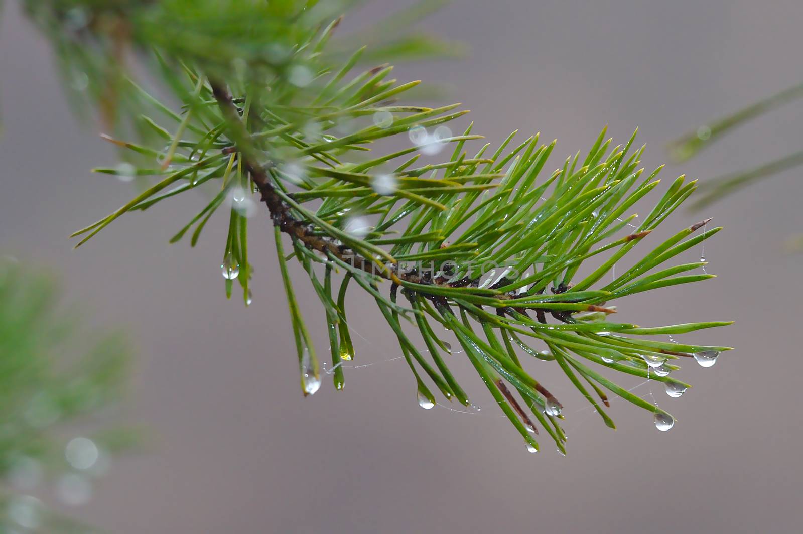 Green branch carrying drops of water by Valokuva24