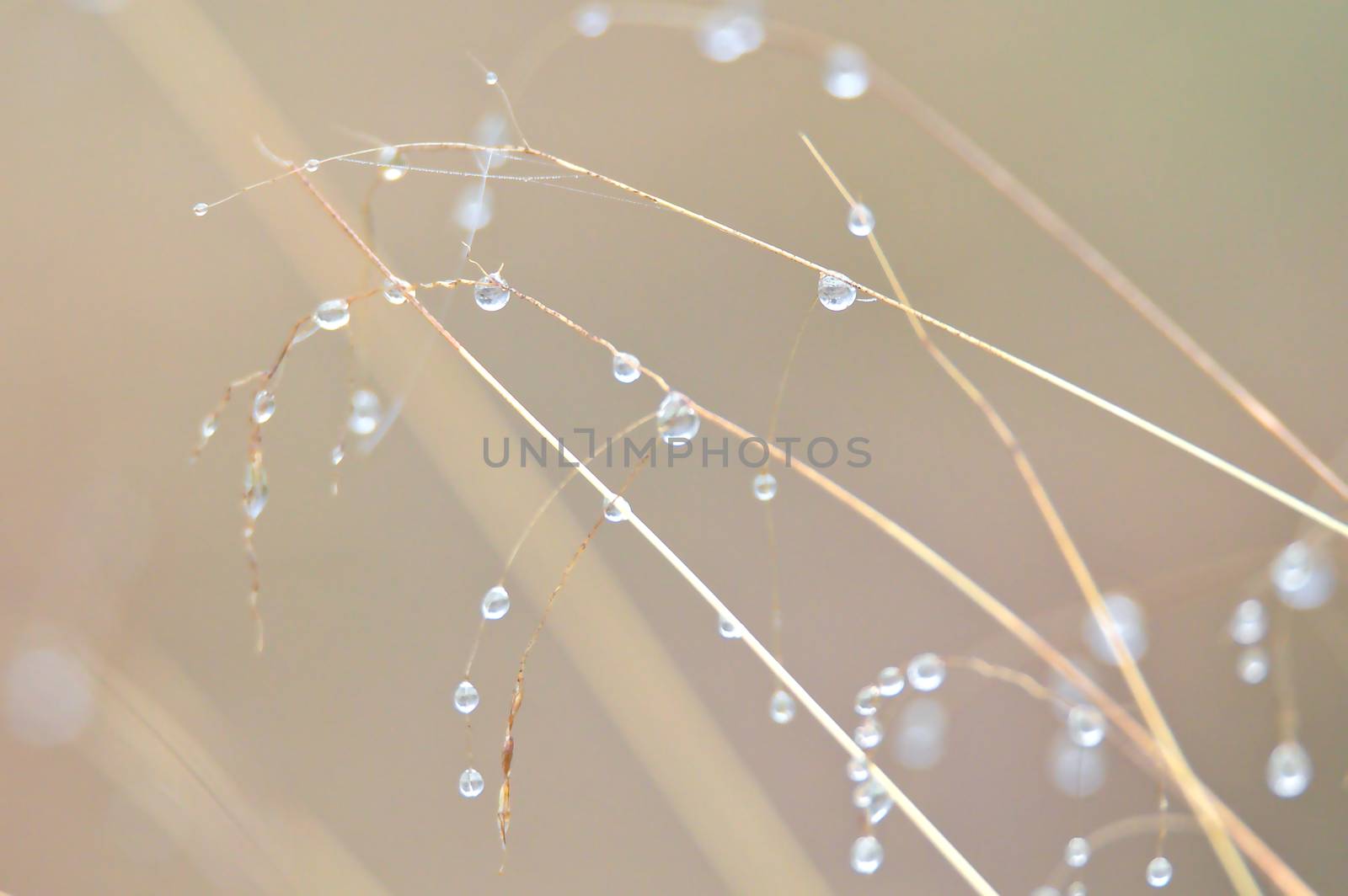 Water drops condensate on long dry grass on a cold foggy morning.