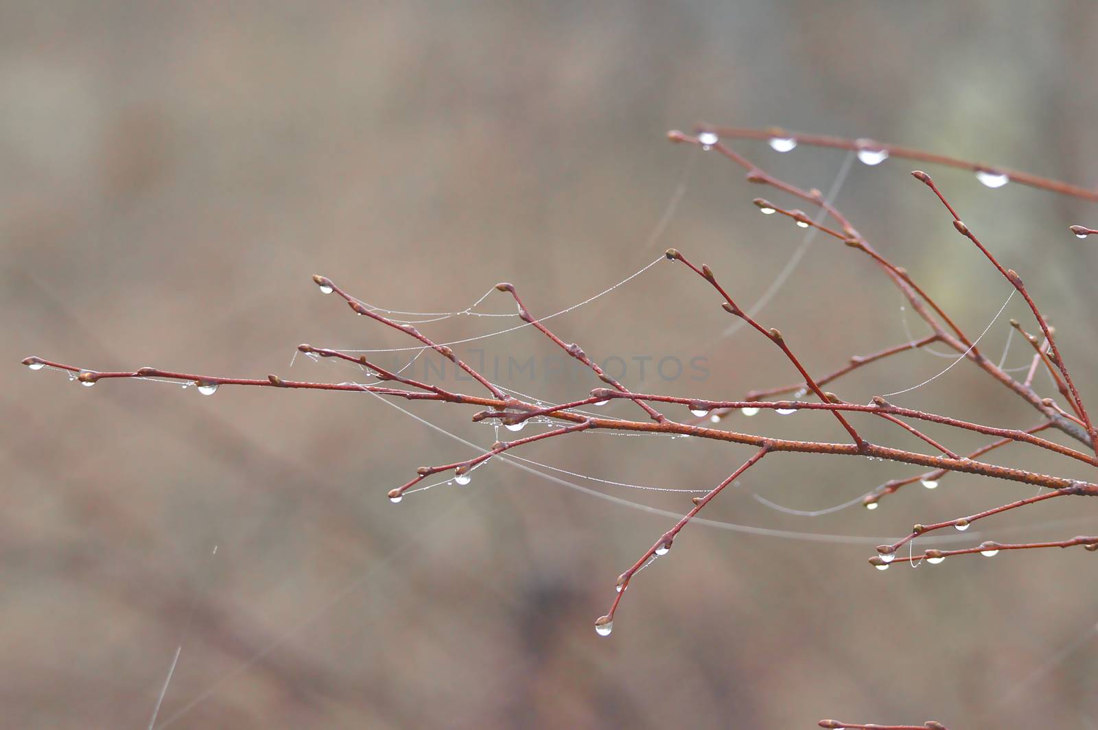 Water drops and some spider net on a branch. Early morning after foggy night.