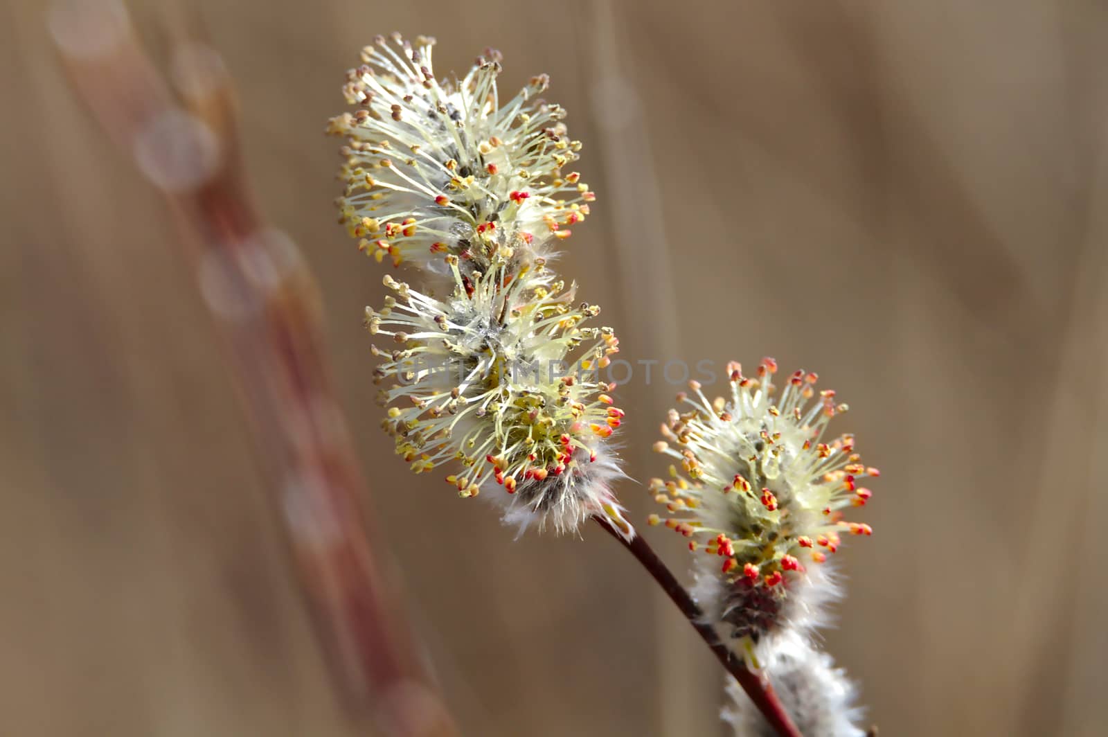 Branch of willow blooming tree. Colorful flowers isolated from background.