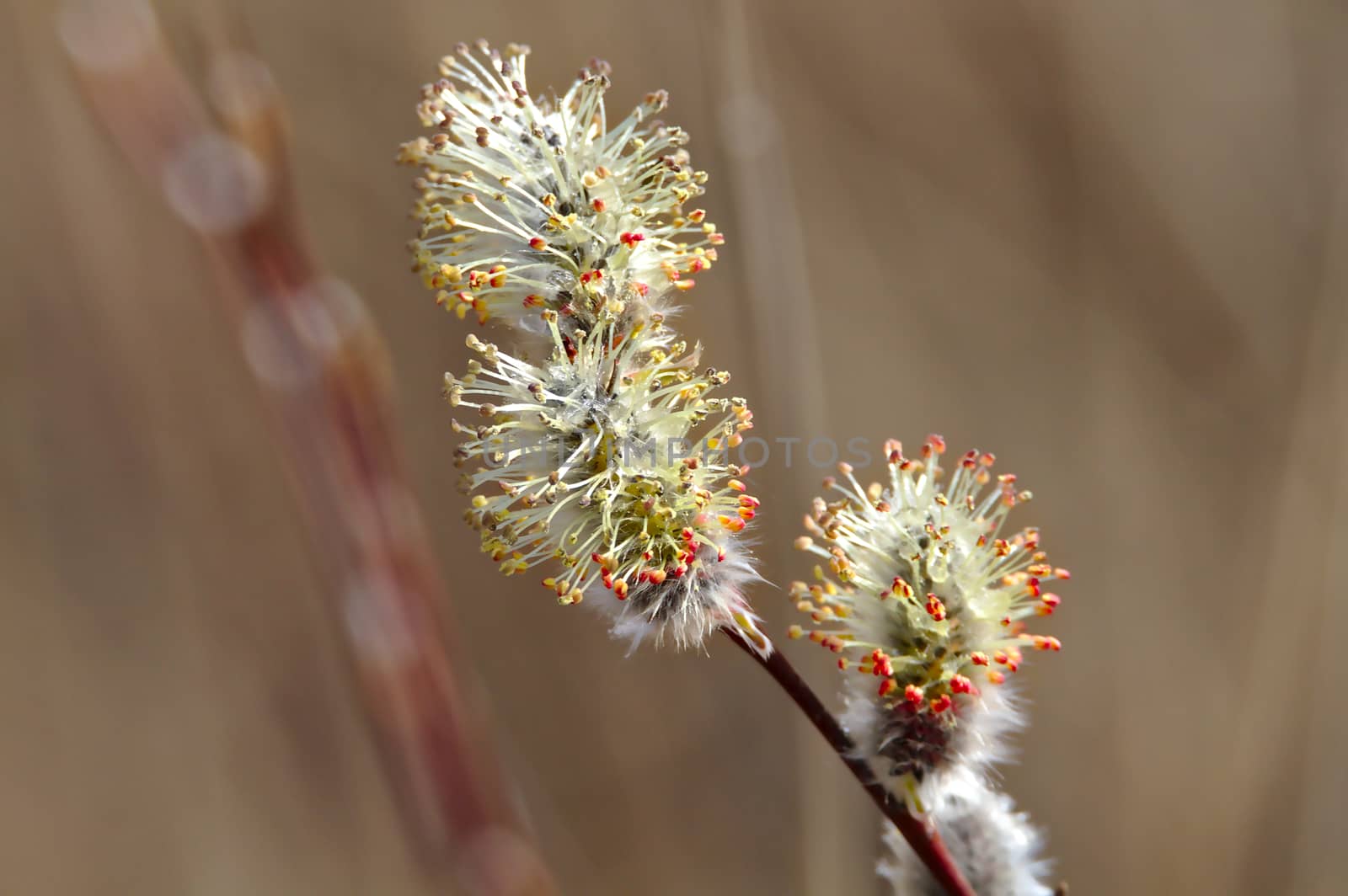 Blooming willow by Valokuva24