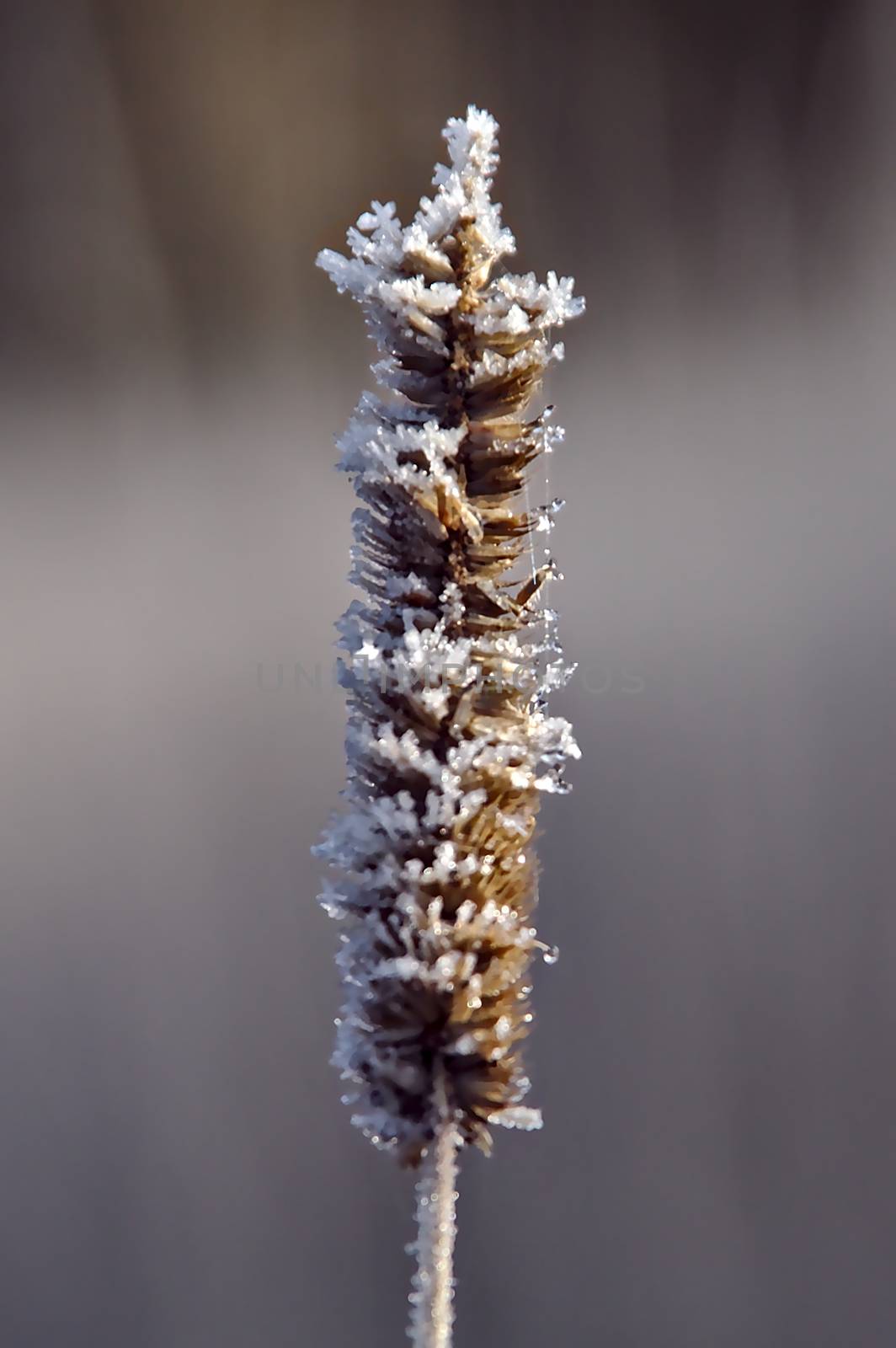Frozen hay by Valokuva24