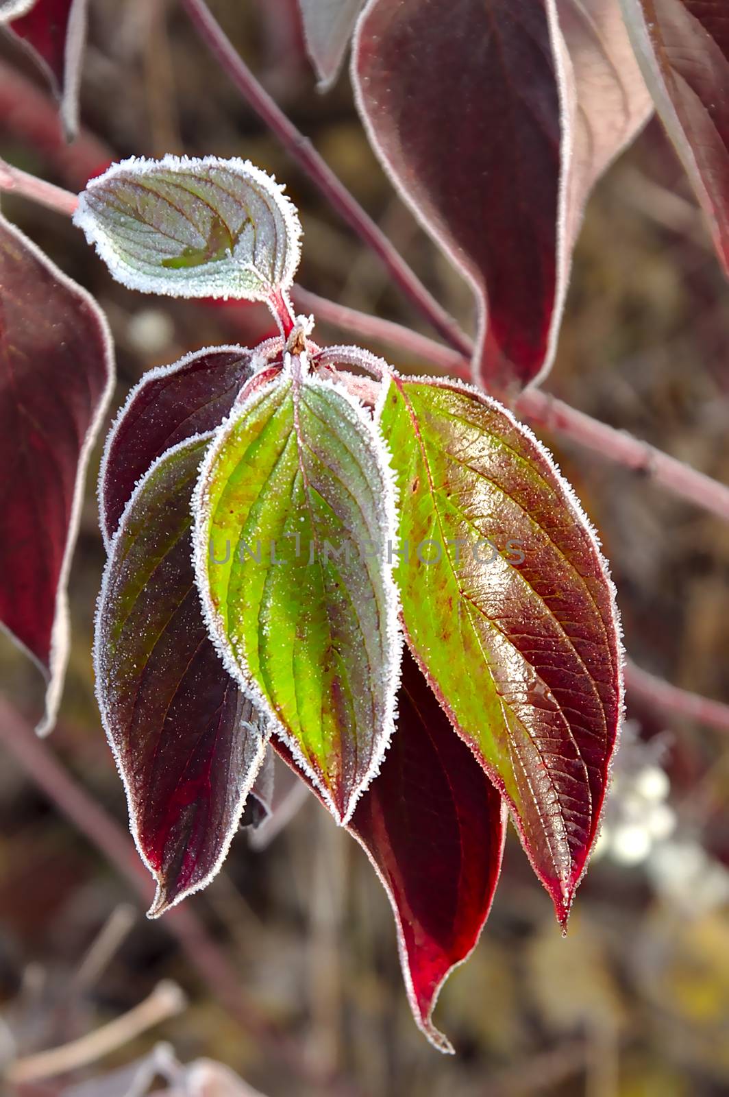 Group of colorful green and red leaves frozen from the edges during cold night