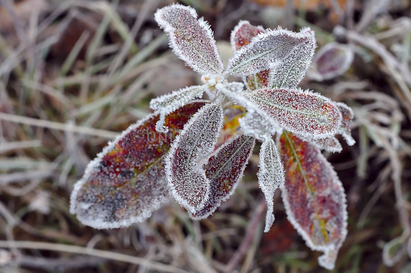 Plants frozen by the morning after long freezing night.