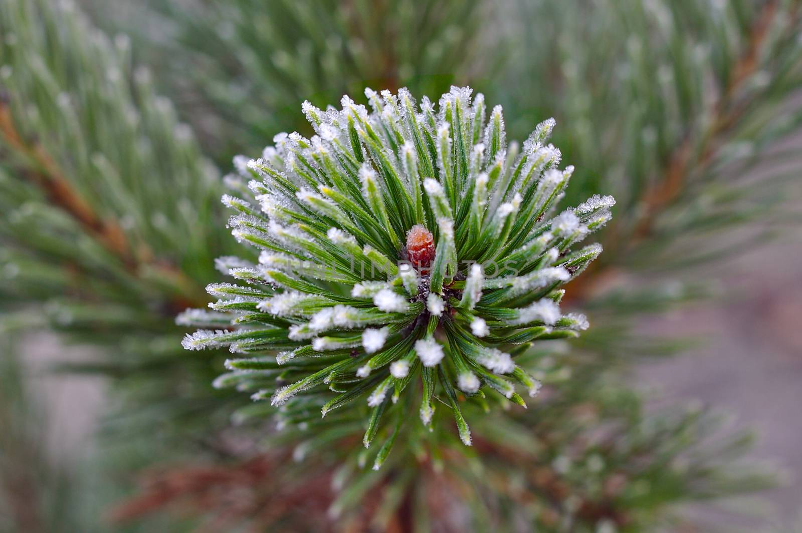 Frozen branch of a young evergreen christmas tree.