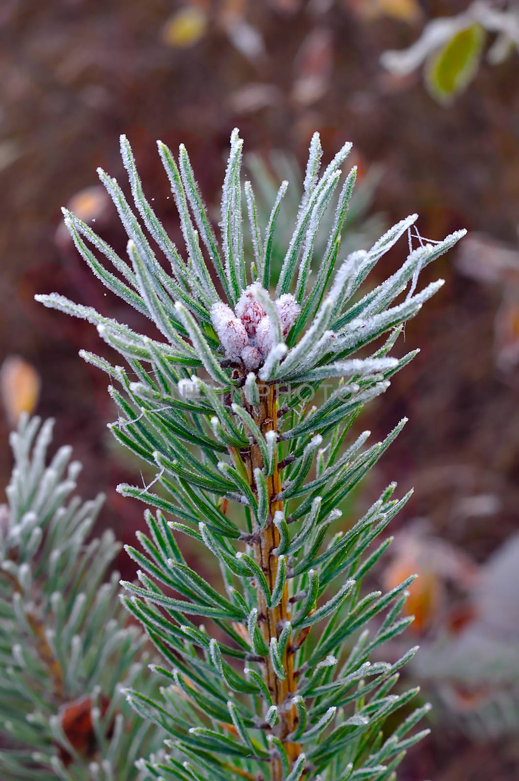 Winter is coming. Green plants and trees are turned white after night with temperatures below zero. Single evergreen branch on brown blurred background.