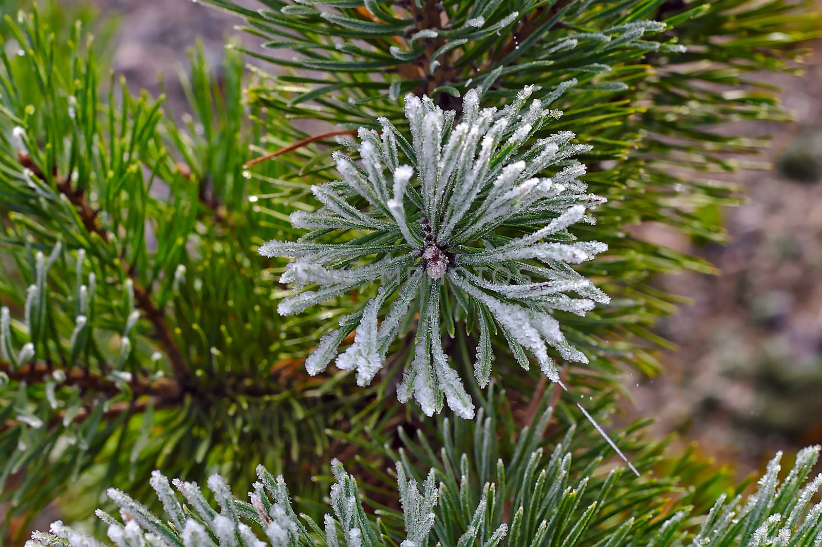 Frozen green branch by Valokuva24