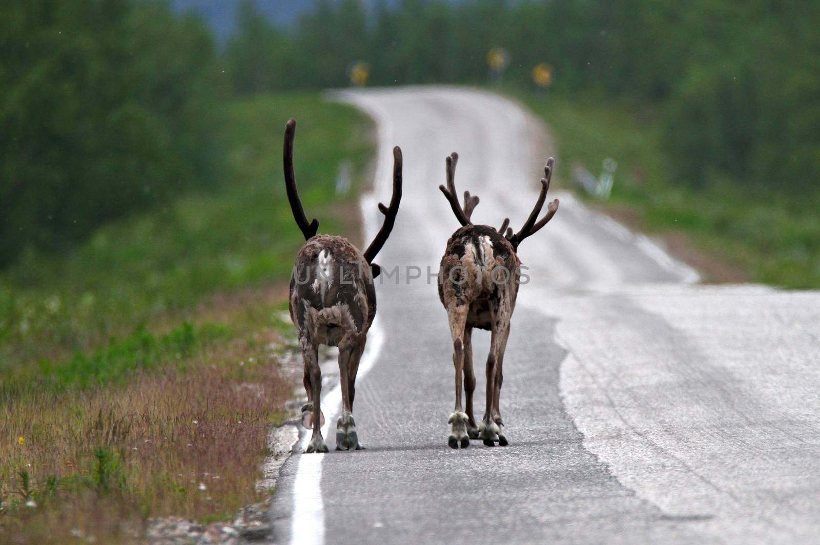 Two Santa's reindeers walking on the road in Finnish Lapland.