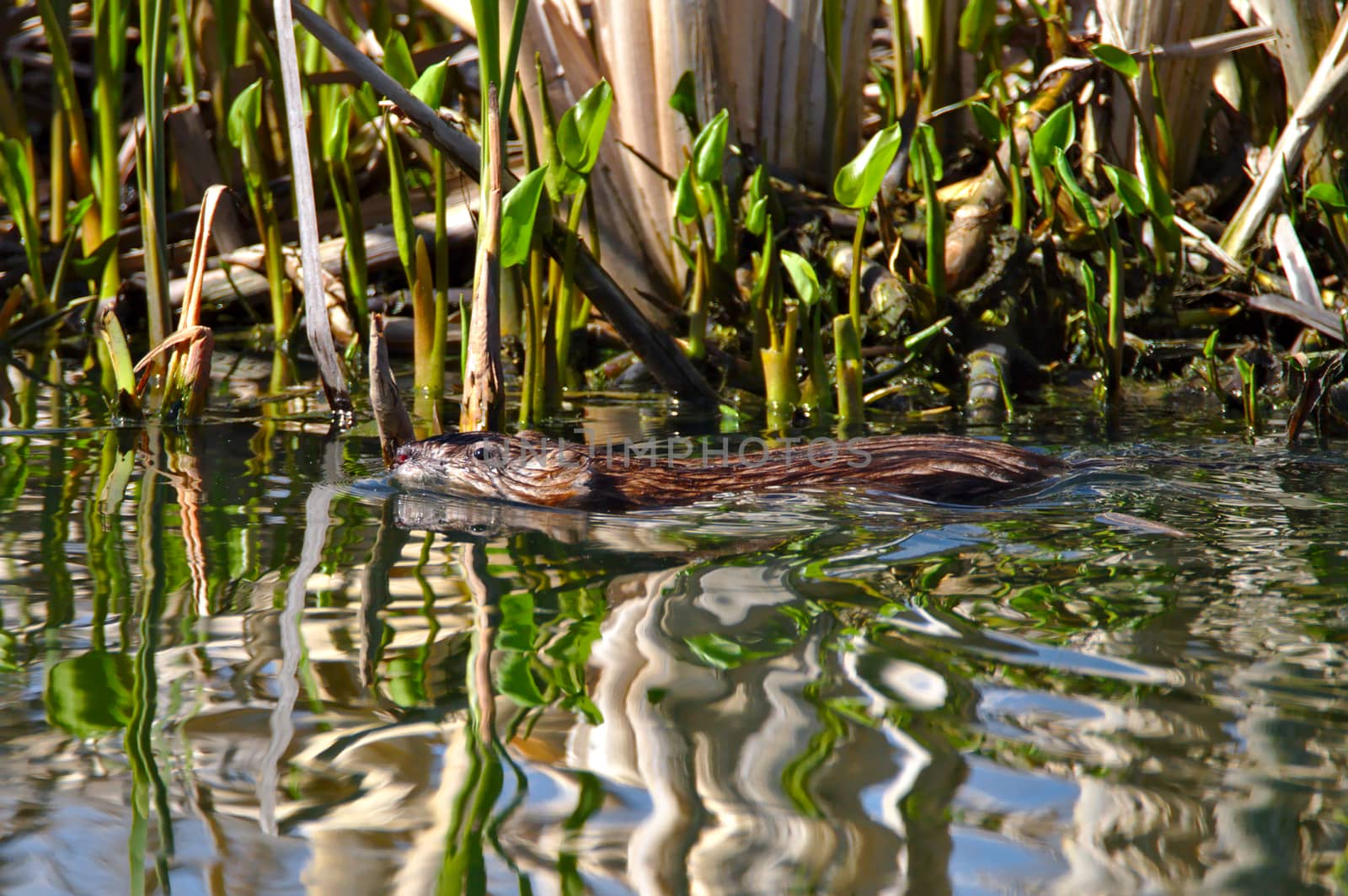 Muskrat swimming on water, head and top half of the body above surface. Photo taken in spring, fresh leaves and plants on the background.