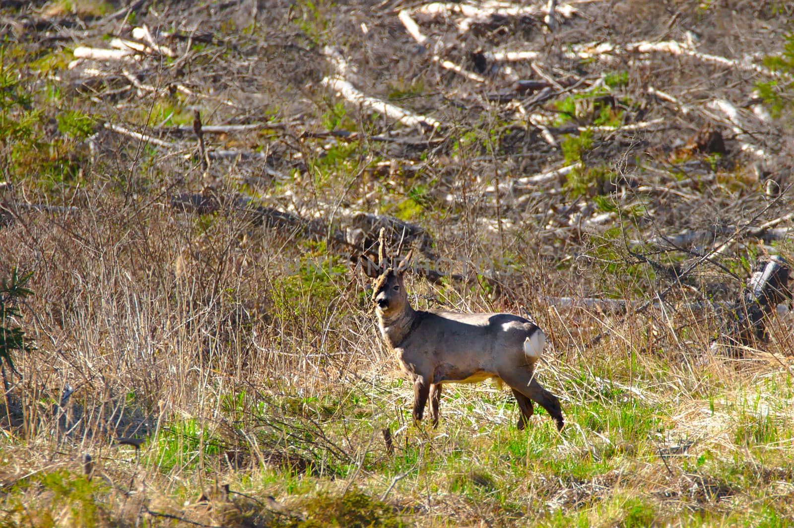 A roe deer standing and looking around at the edge of the forest