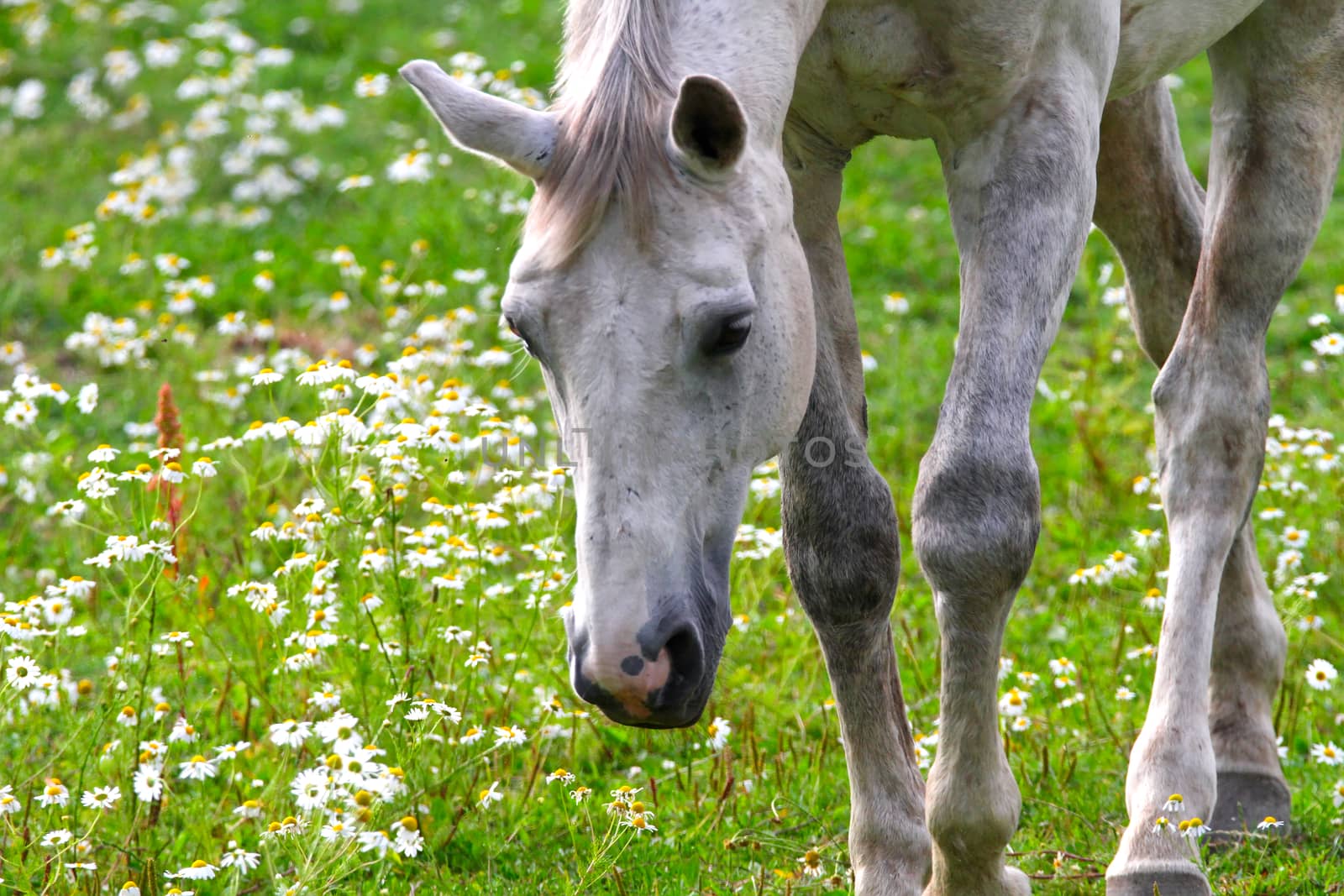A white horse portrait with fresh green grass and white flowers.