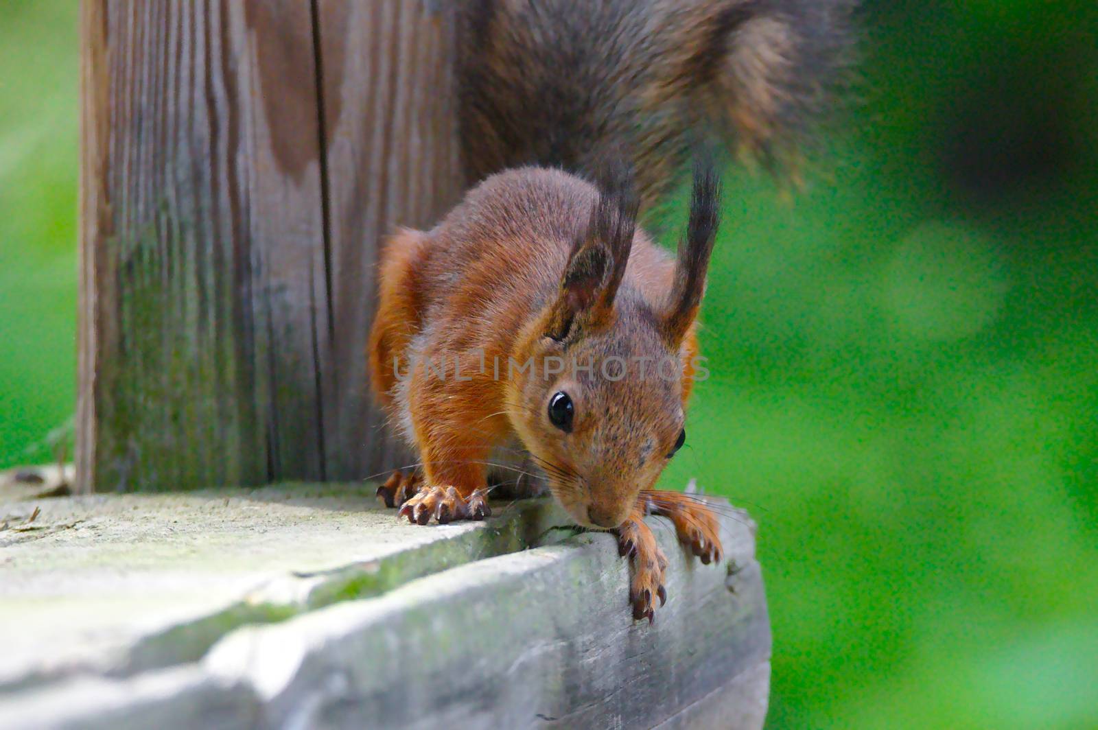 Young and curious squirrel looking down from the edge of a terrace.