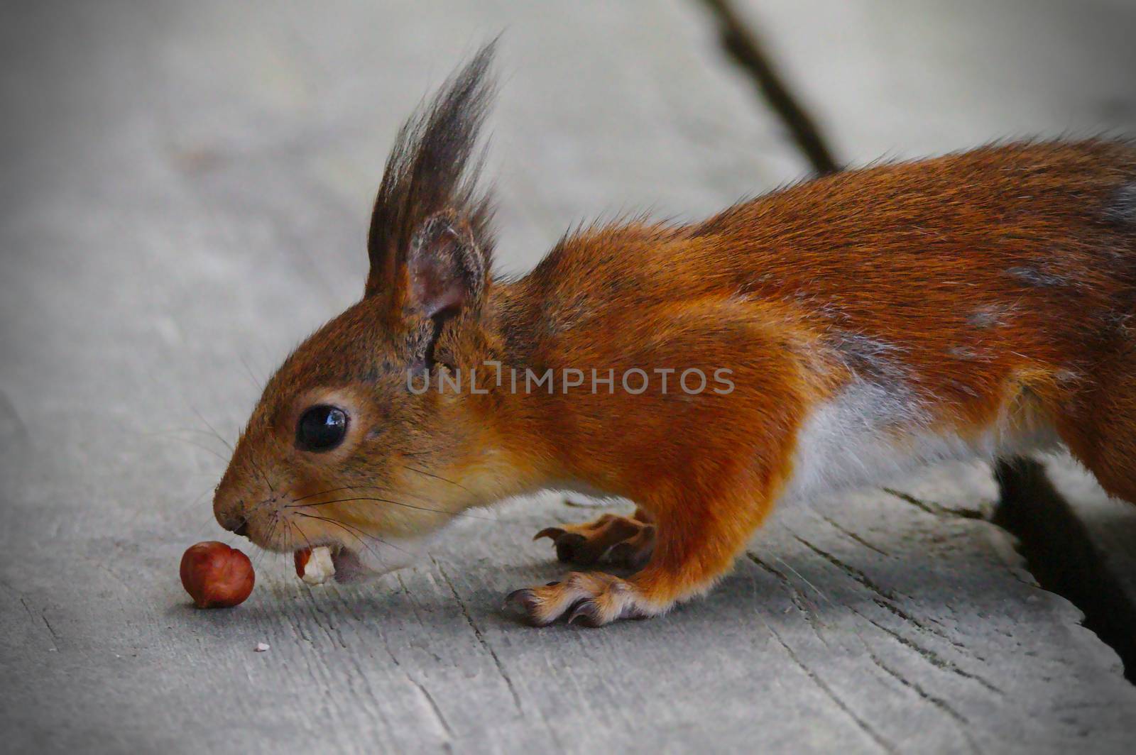 Close photo of a happy squirrel with one nut already in mouth, sniffing for another one.