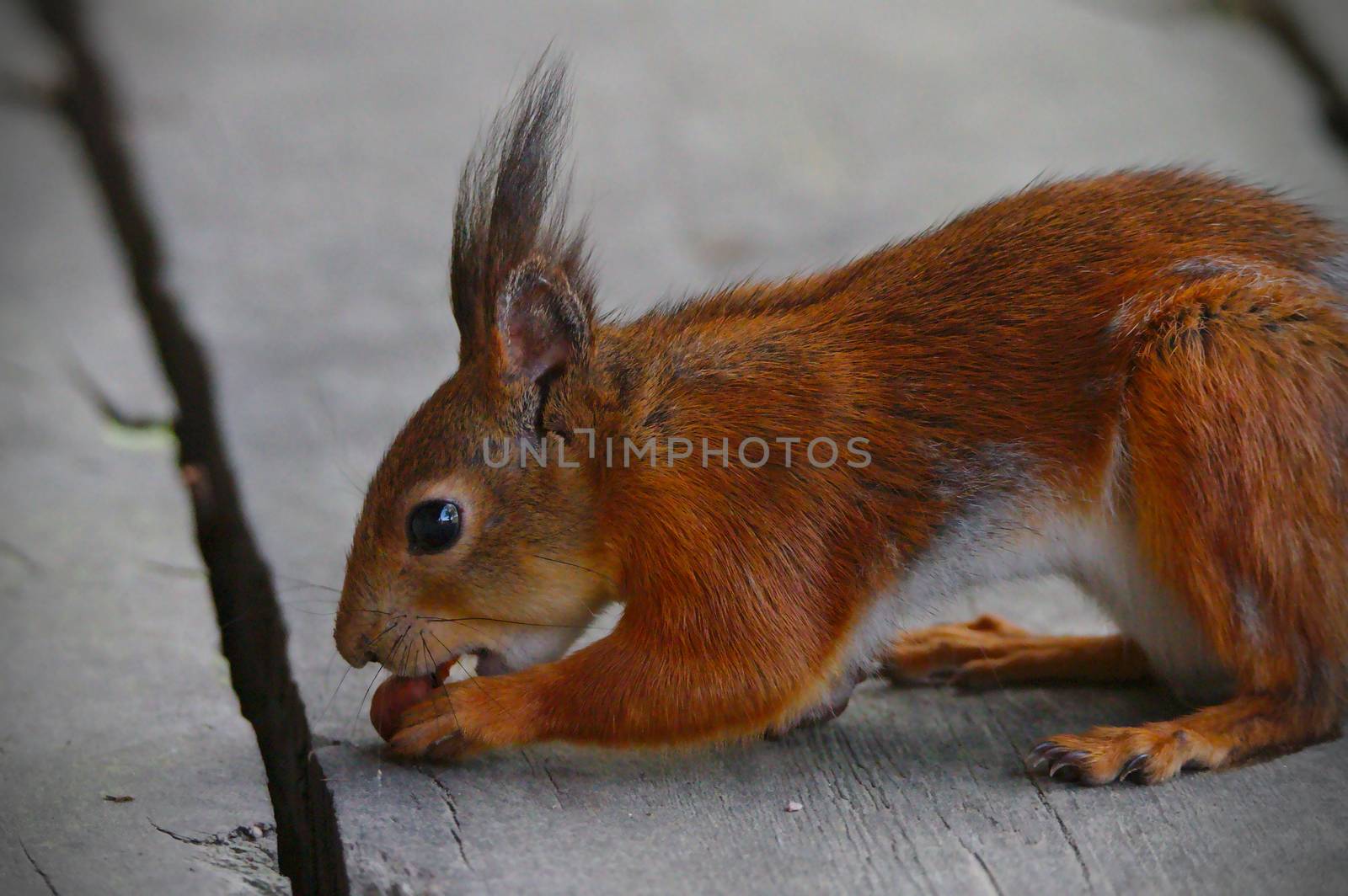 Squirrel and the nuts by Valokuva24