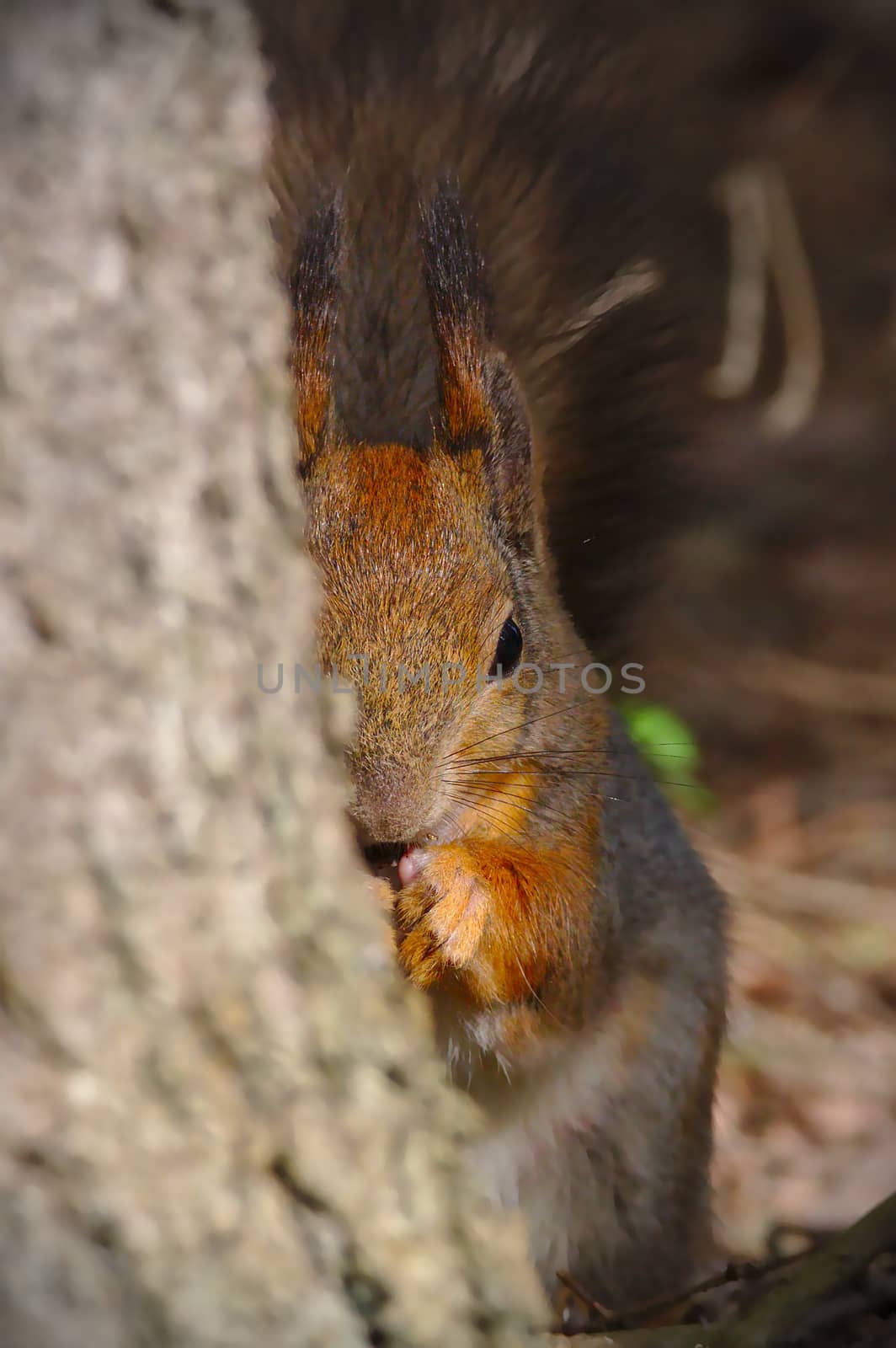 Squirrel hiding behind the tree. Half of the squirrel visible.