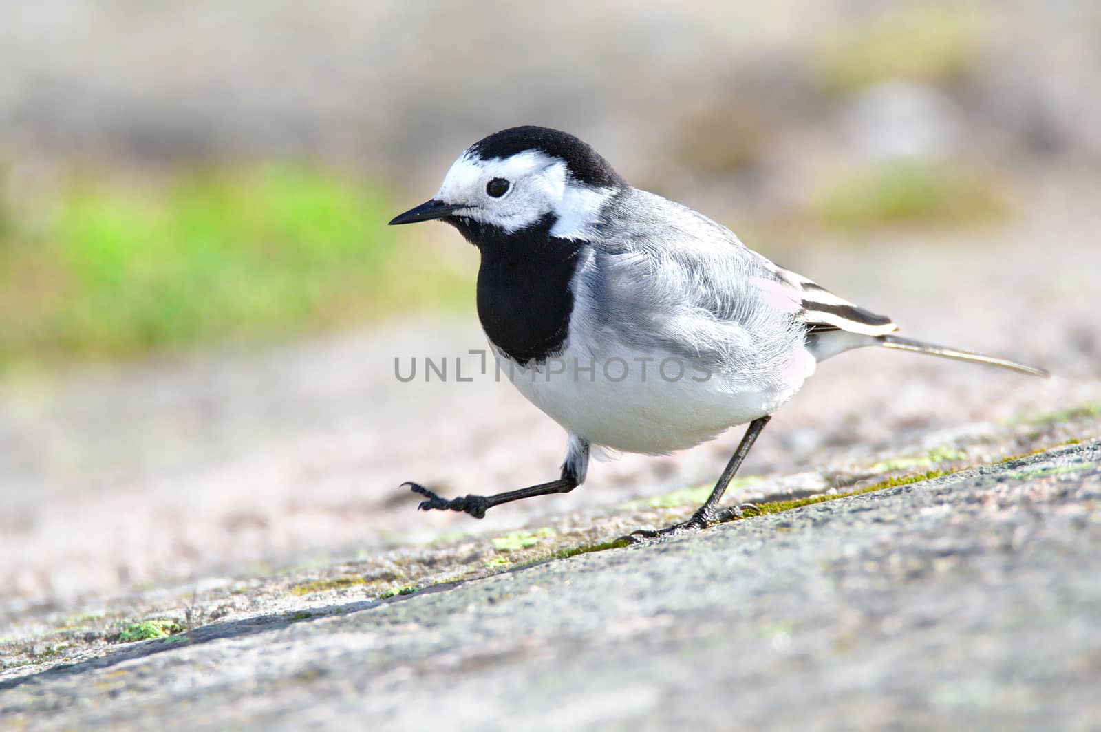 White wagtail walking around on first sunny day.