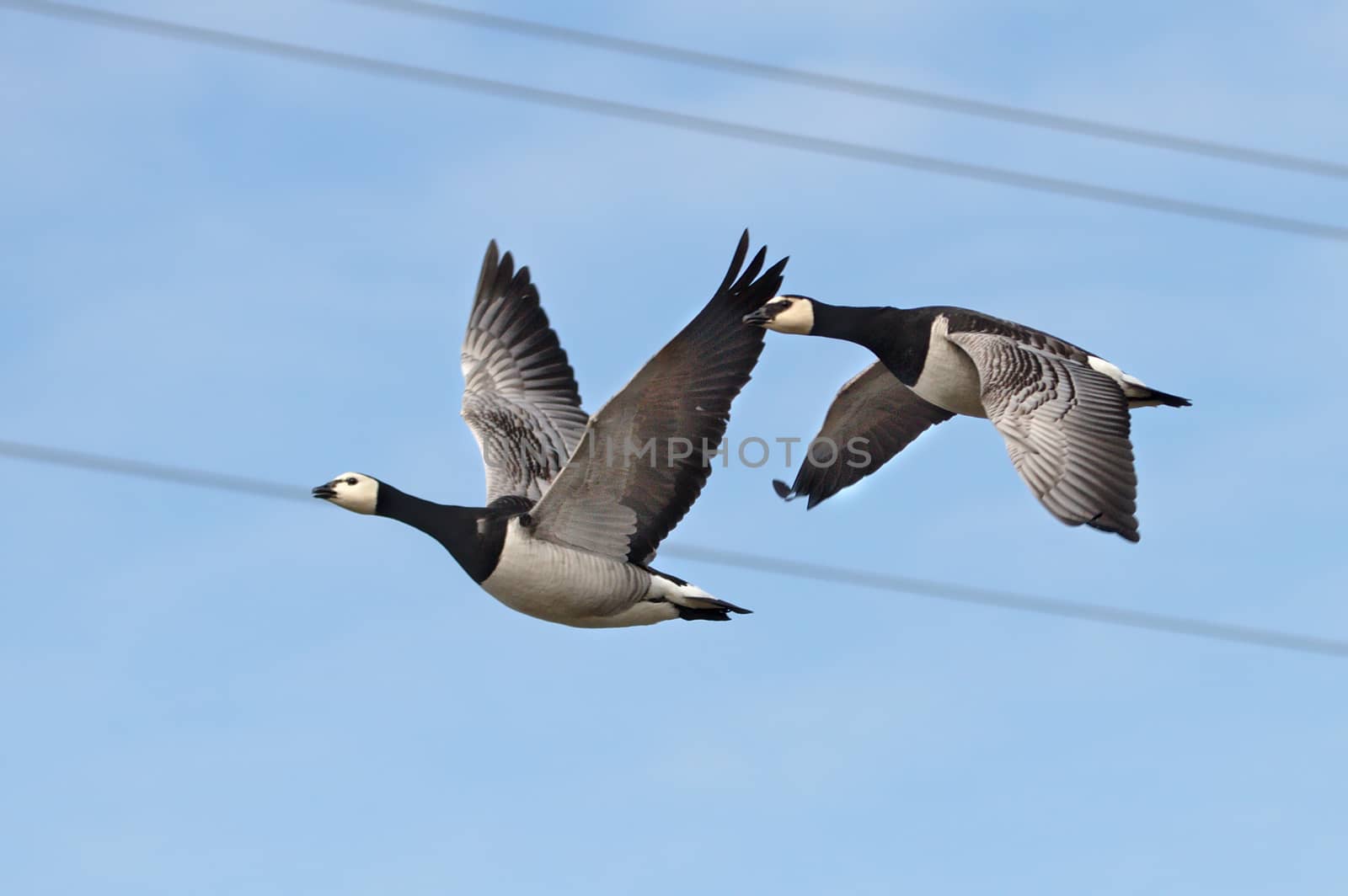 Gooses fly by Valokuva24