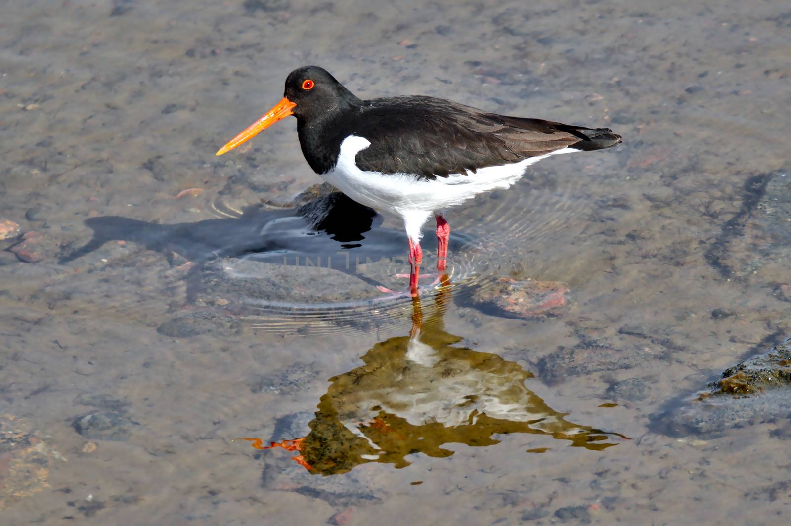 The Eurasian Oystercatcher walking in low water, looking for food. Close photo of sea bird with reflection on water surface.