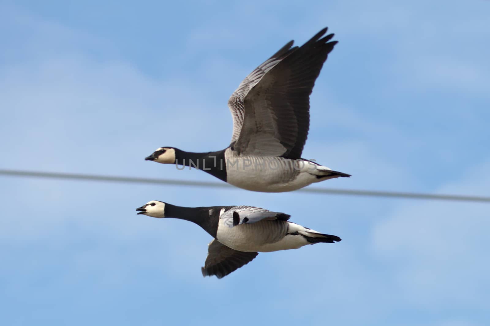 Two Canada gooses flying back from the south