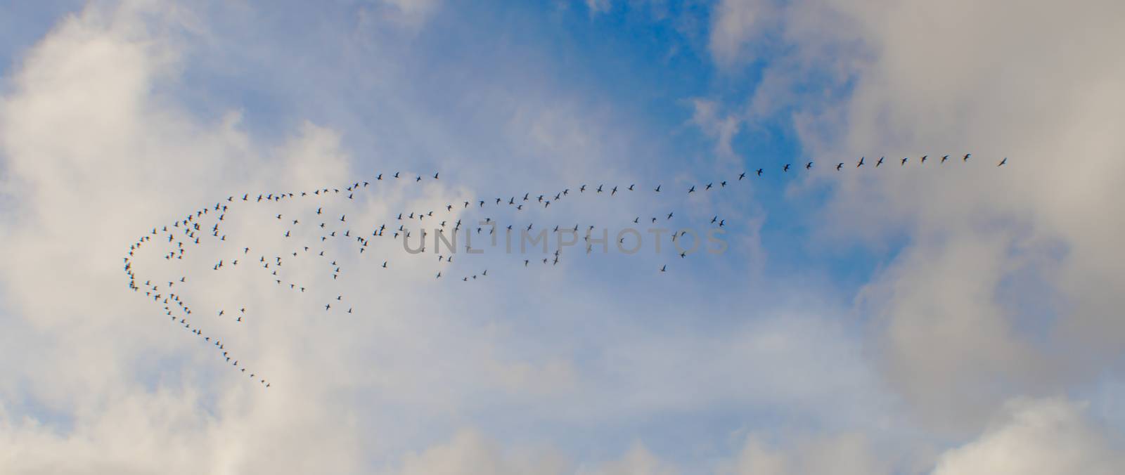 Many birds flying from north to south and back every year. Group of birds it the air creating a triangle shaped pattern.
