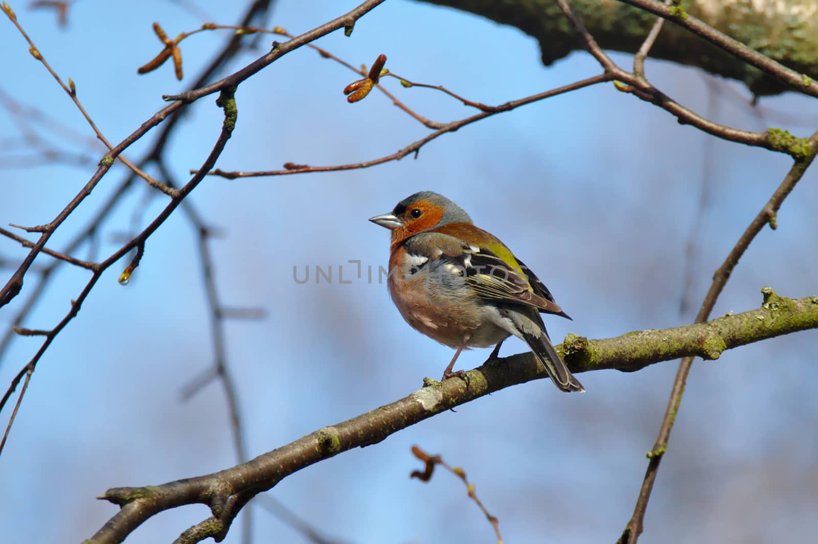 Common chaffinch by Valokuva24