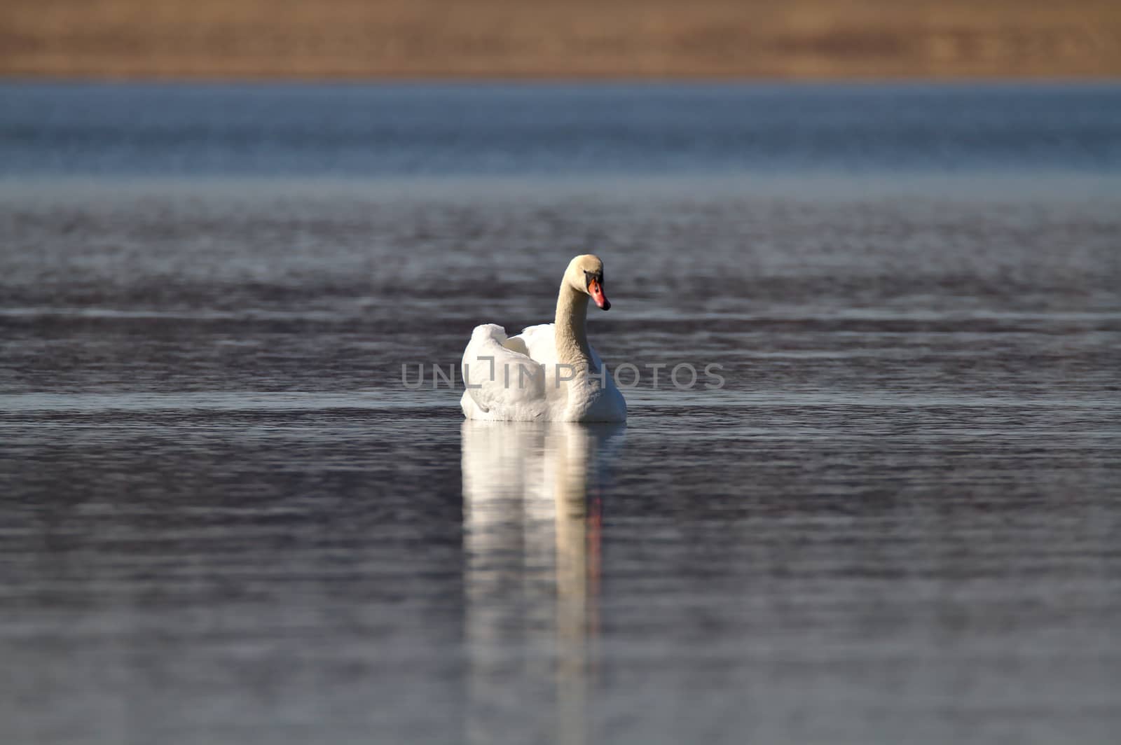 Mute swan by Valokuva24