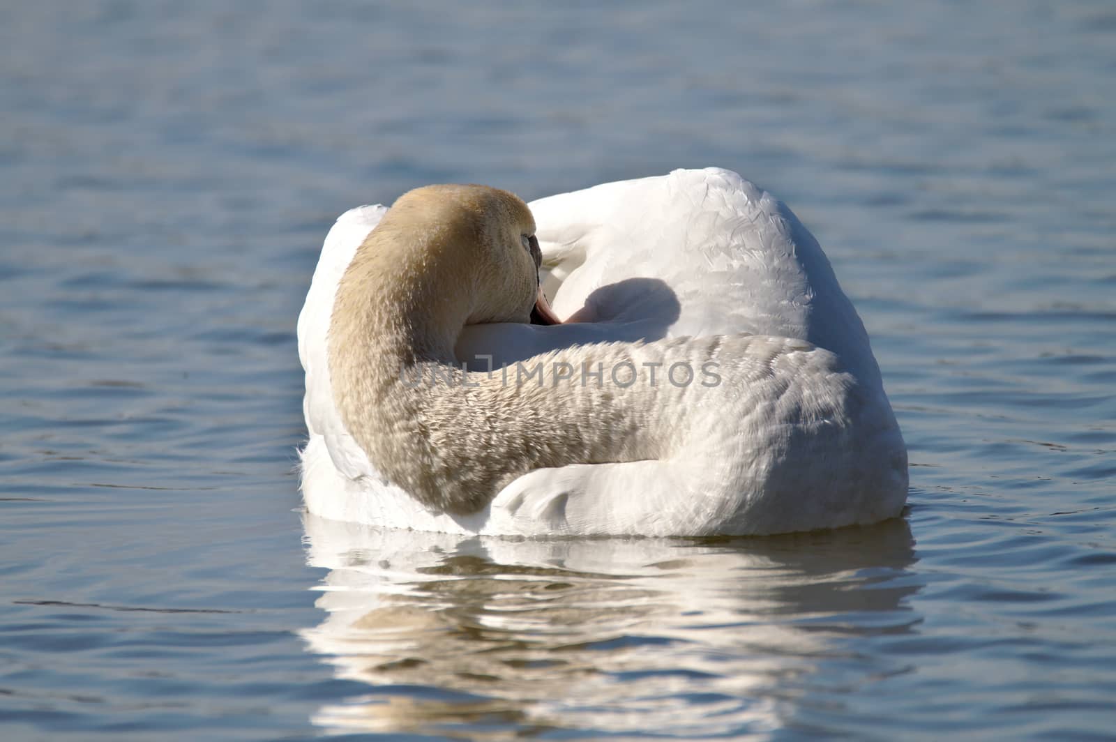White swan sleeping on water, head hidden between wings