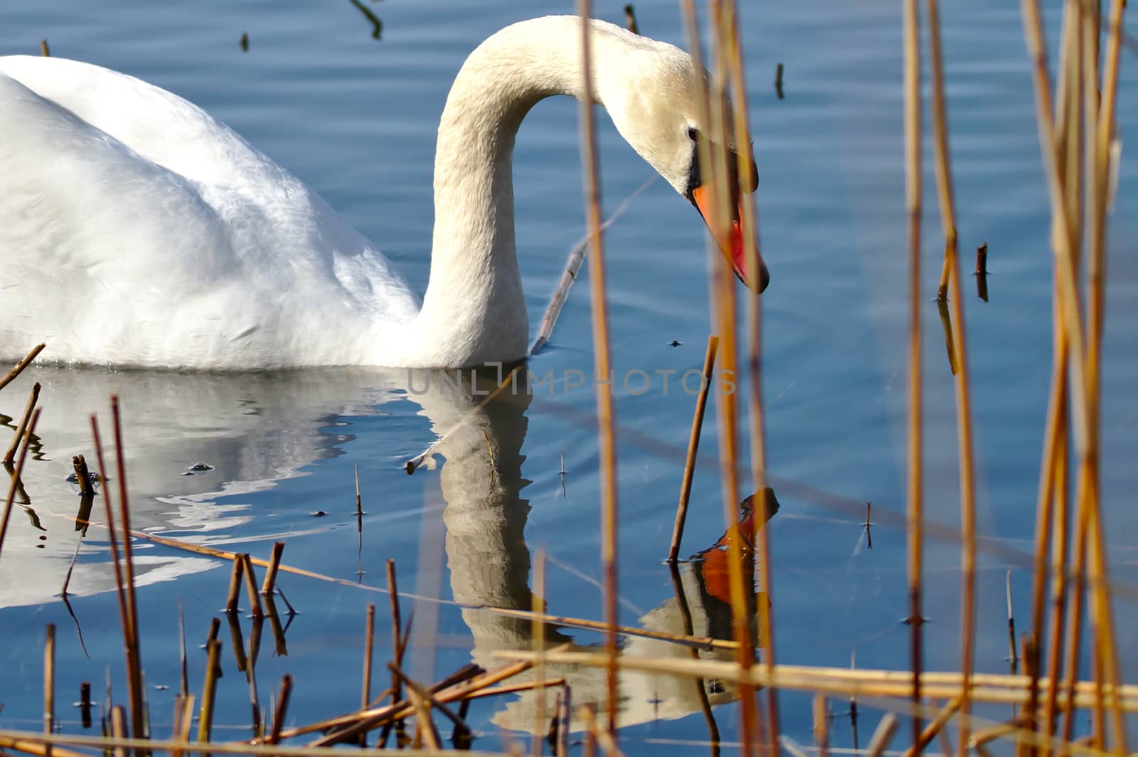 Gorgeous mute swan looking own reflection on steady water surface.